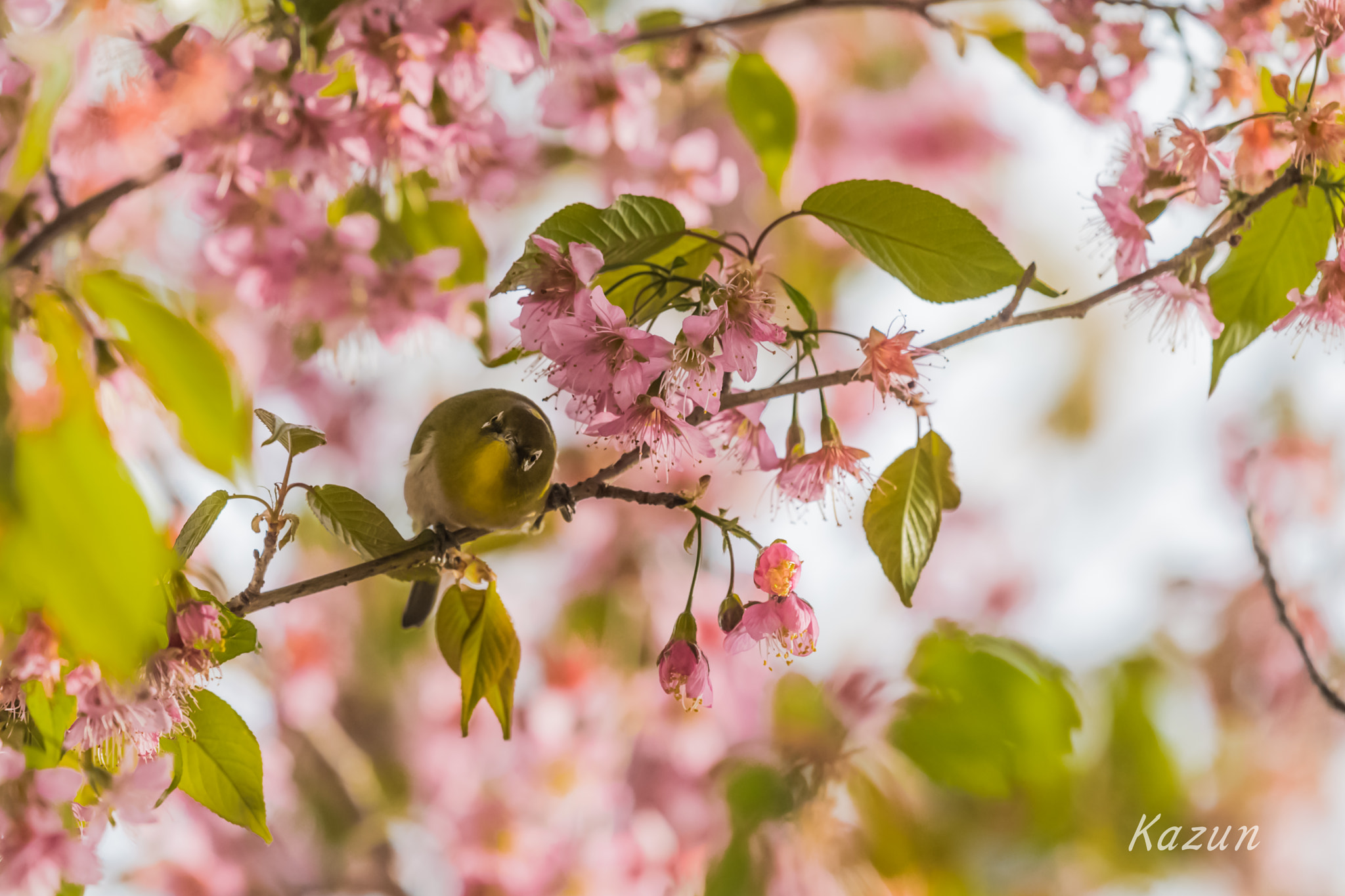 Nikon Nikkor AF-S 300mm F4E PF ED VR sample photo. Hi! photography
