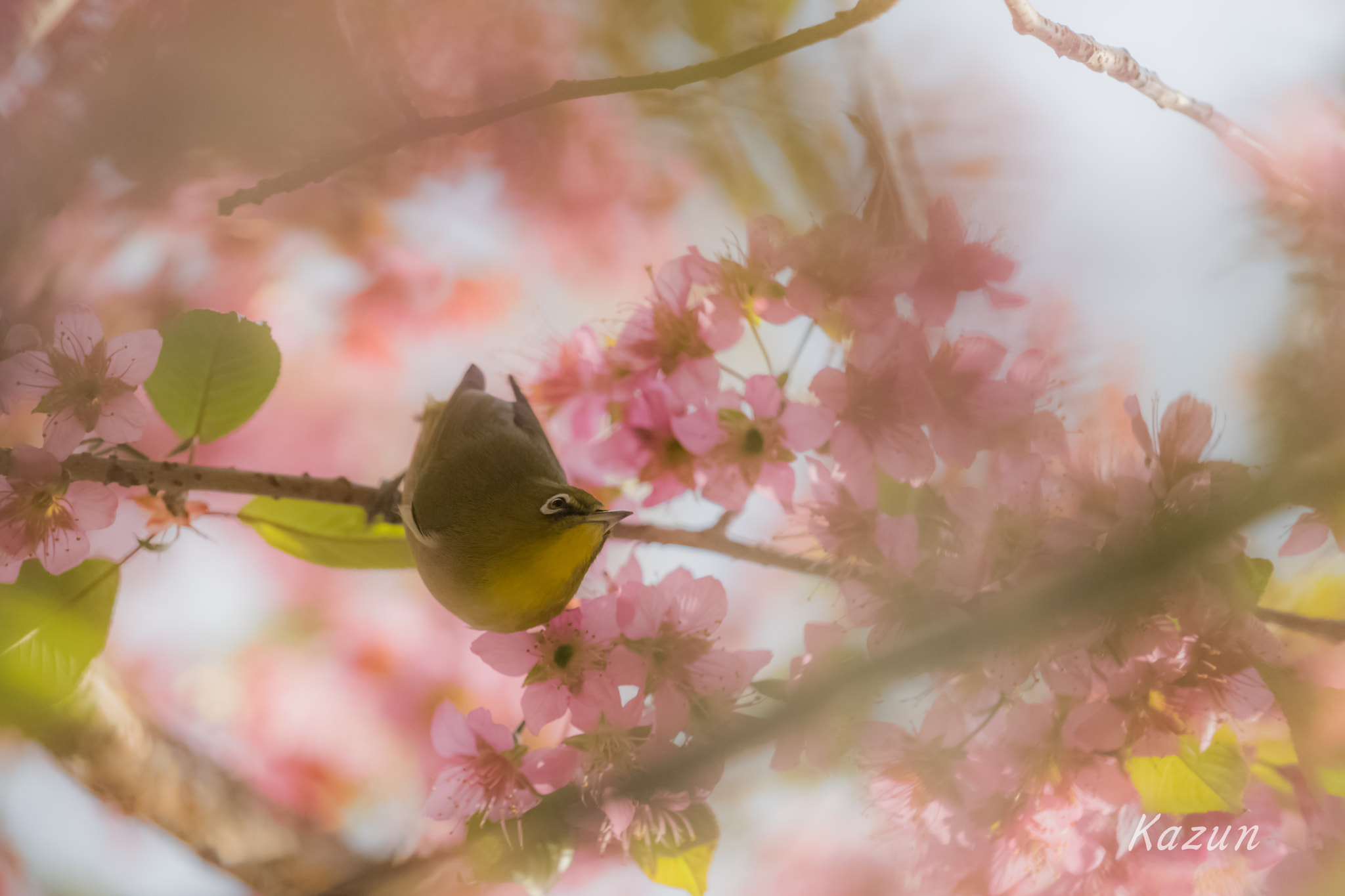 Nikon Nikkor AF-S 300mm F4E PF ED VR sample photo. Yoga! photography