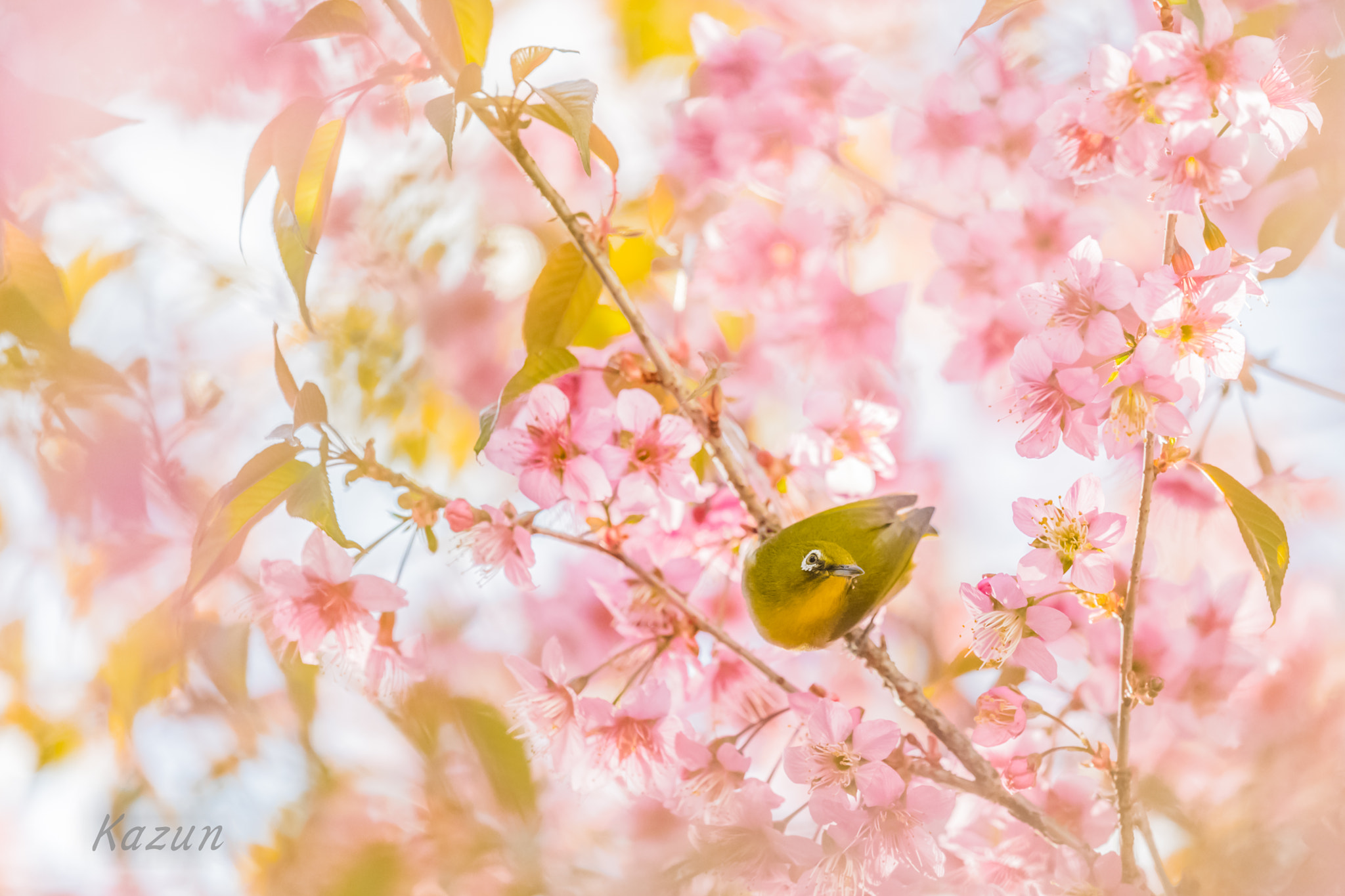 Nikon Nikkor AF-S 300mm F4E PF ED VR sample photo. Cute picture! photography