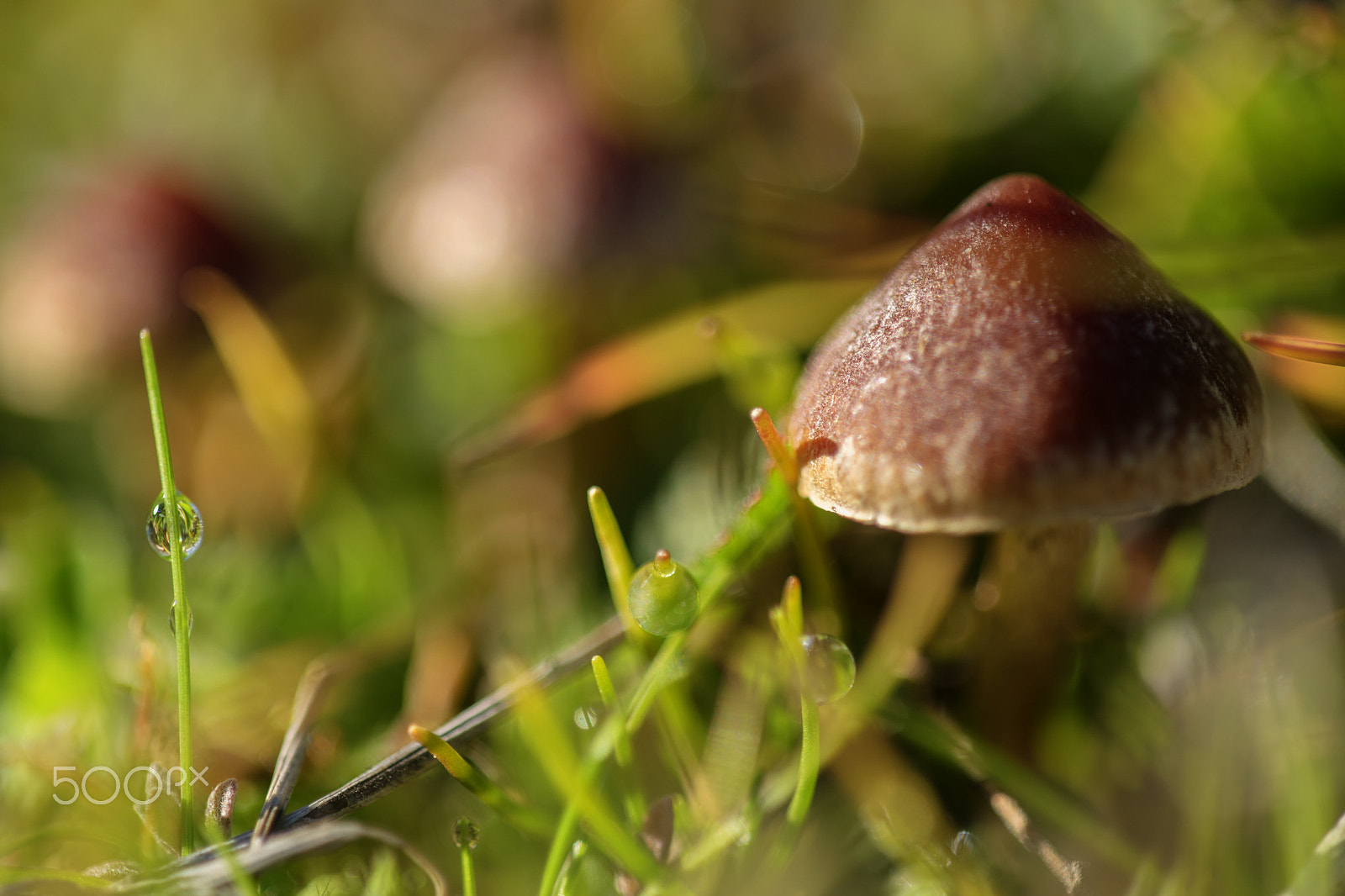 Nikon D3300 + Sigma 150mm F2.8 EX DG Macro HSM sample photo. Sunny mushroom #1 photography