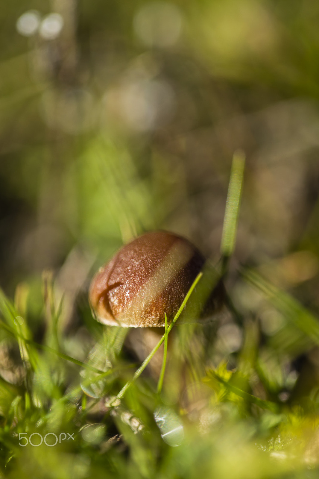 Nikon D3300 + Sigma 150mm F2.8 EX DG Macro HSM sample photo. Sunny mushroom #2 photography