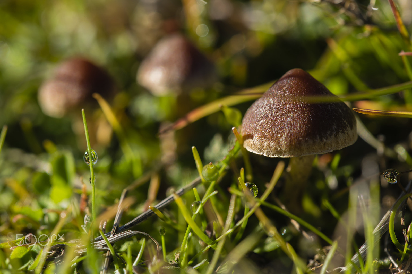 Nikon D3300 + Sigma 150mm F2.8 EX DG Macro HSM sample photo. Sunny mushroom #3 photography