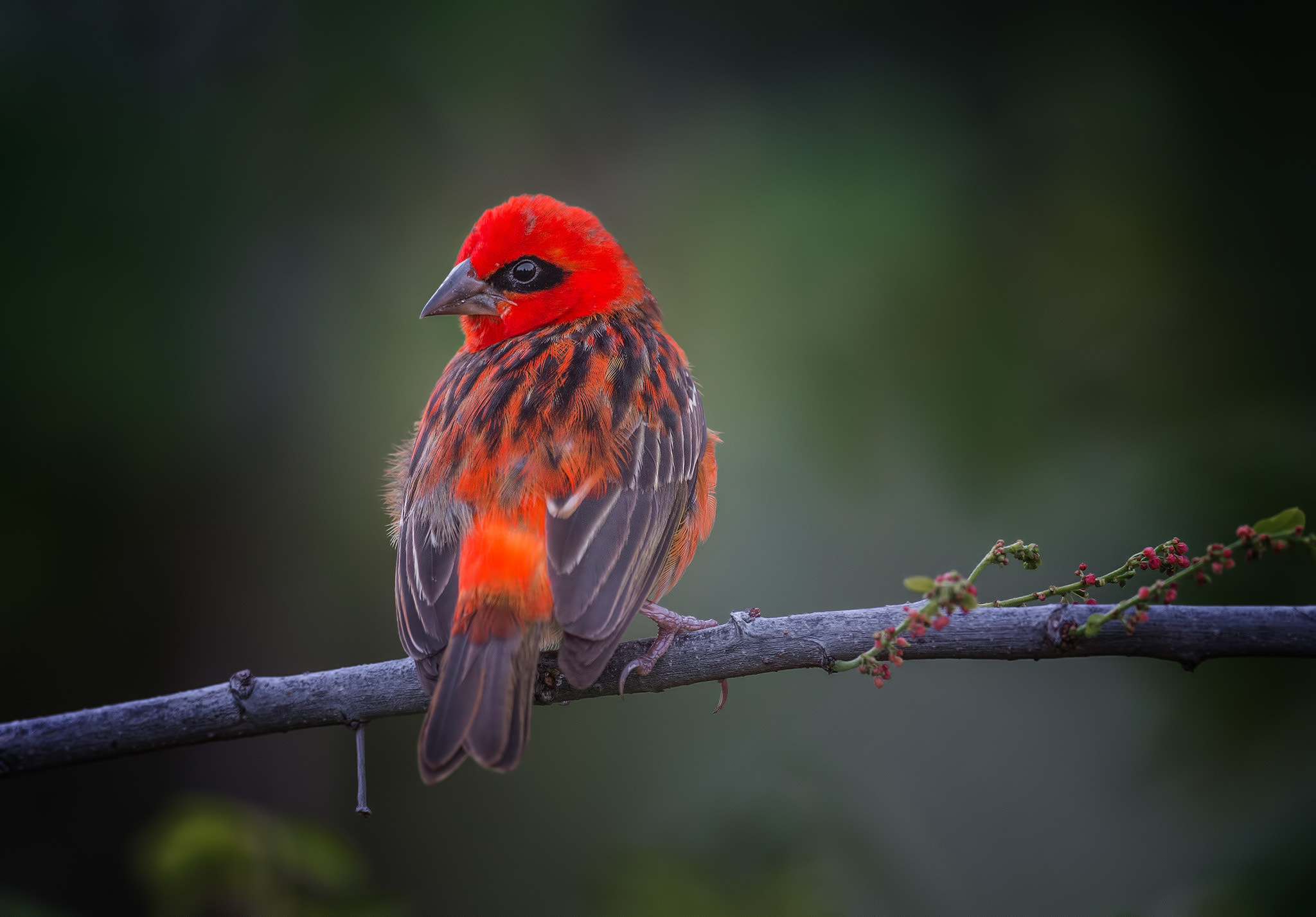 Nikon AF-S Nikkor 800mm F5.6E FL ED VR sample photo. Red it is photography