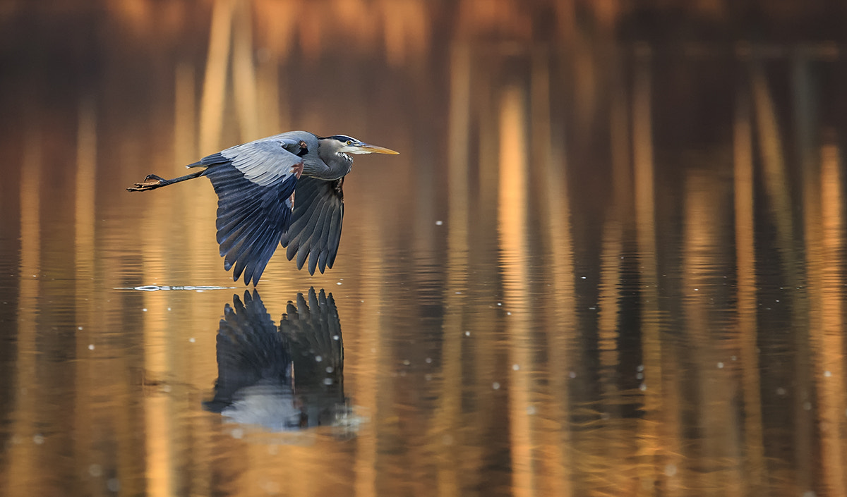 Canon EF 300mm F2.8L IS USM sample photo. On golden pond photography