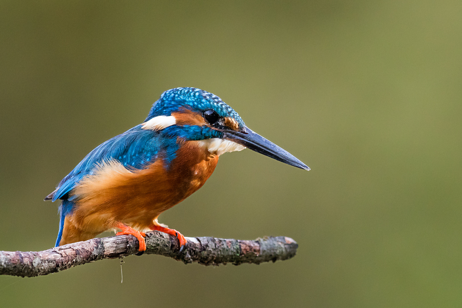 Canon EF 600mm F4L IS II USM sample photo. Martin pecheur photography