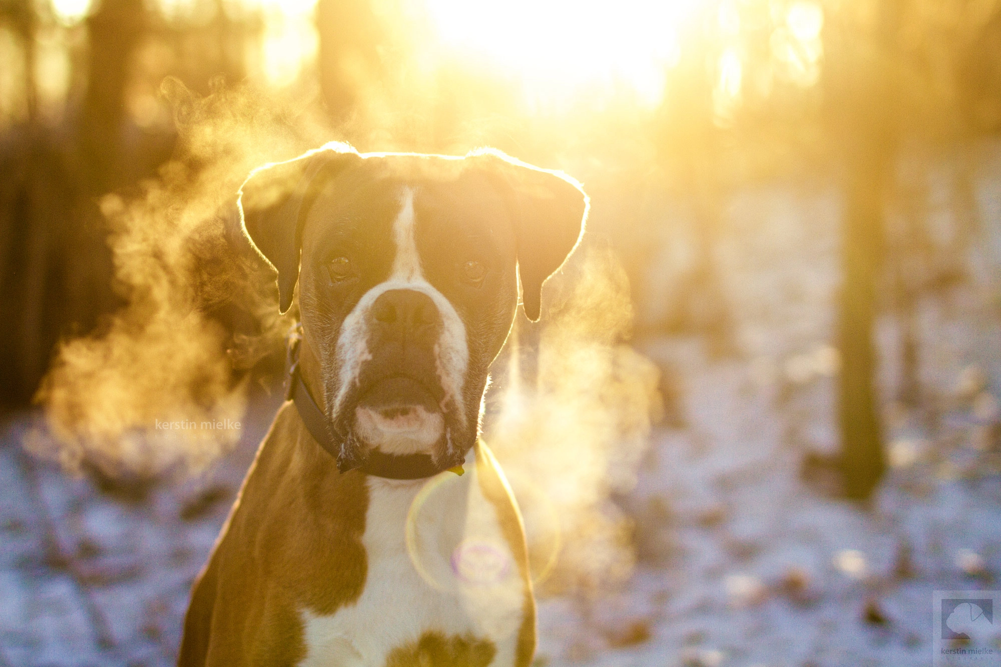 Sigma 50mm F1.4 EX DG HSM sample photo. Cold breathe photography