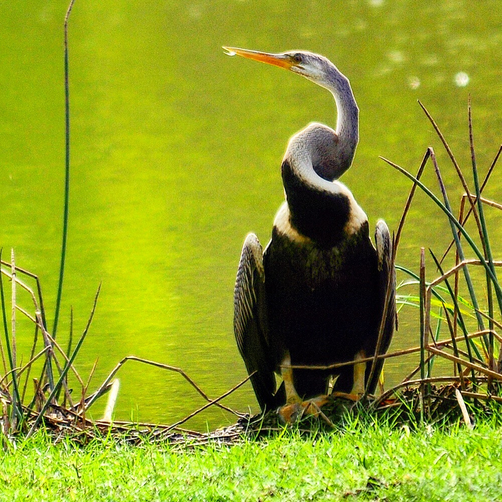 Nikon D300S sample photo. Crane sunbathing in yala wildlife reserve, sri lanka photography