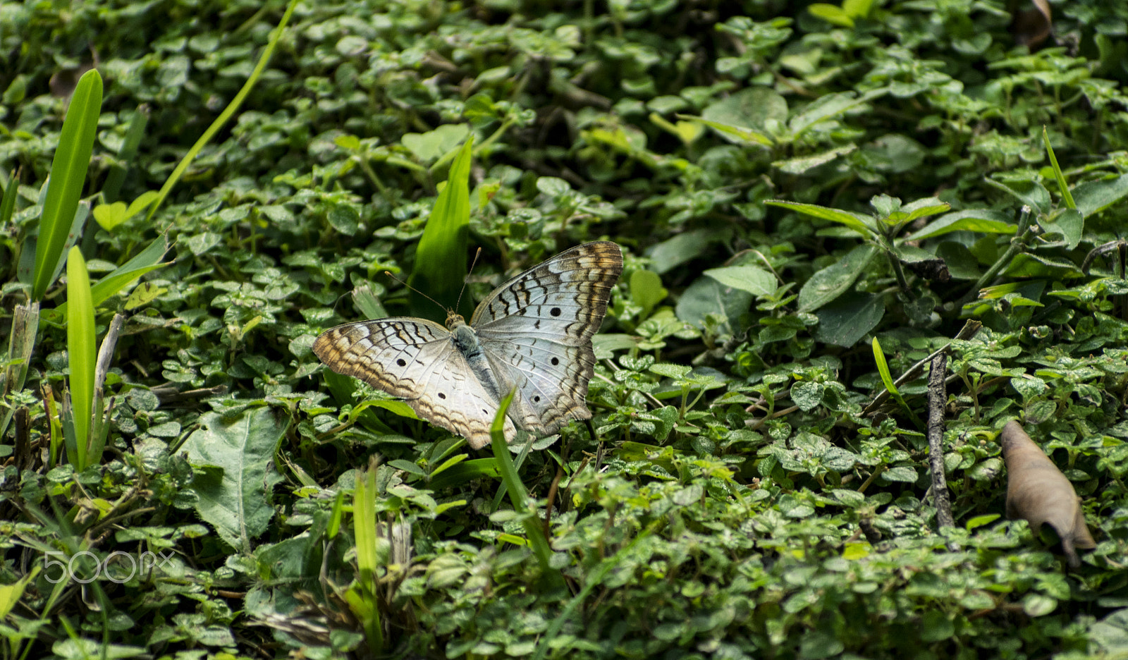Nikon AF-S Nikkor 70-200mm F2.8G ED VR II sample photo. Butterfly in the garden photography