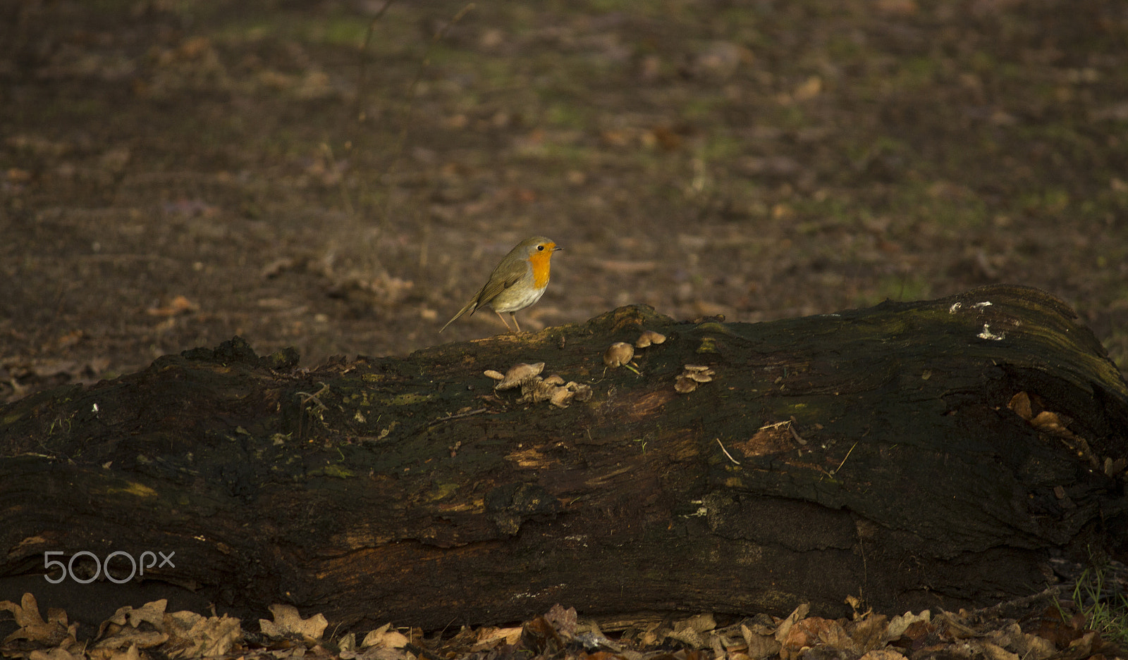 Canon EF-S 55-250mm F4-5.6 IS sample photo. Robin on stump photography