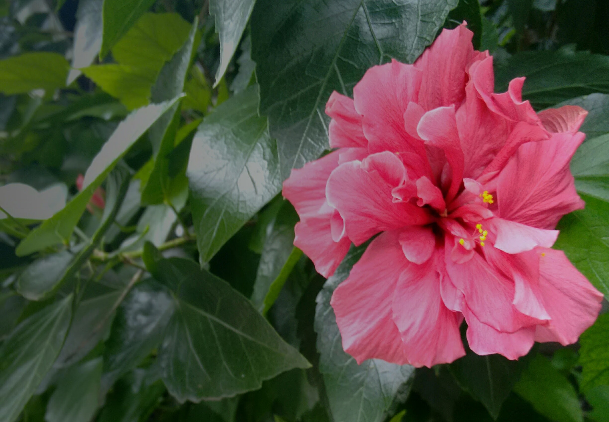 Motorola Moto G with 4G LTE (2nd Gen) sample photo