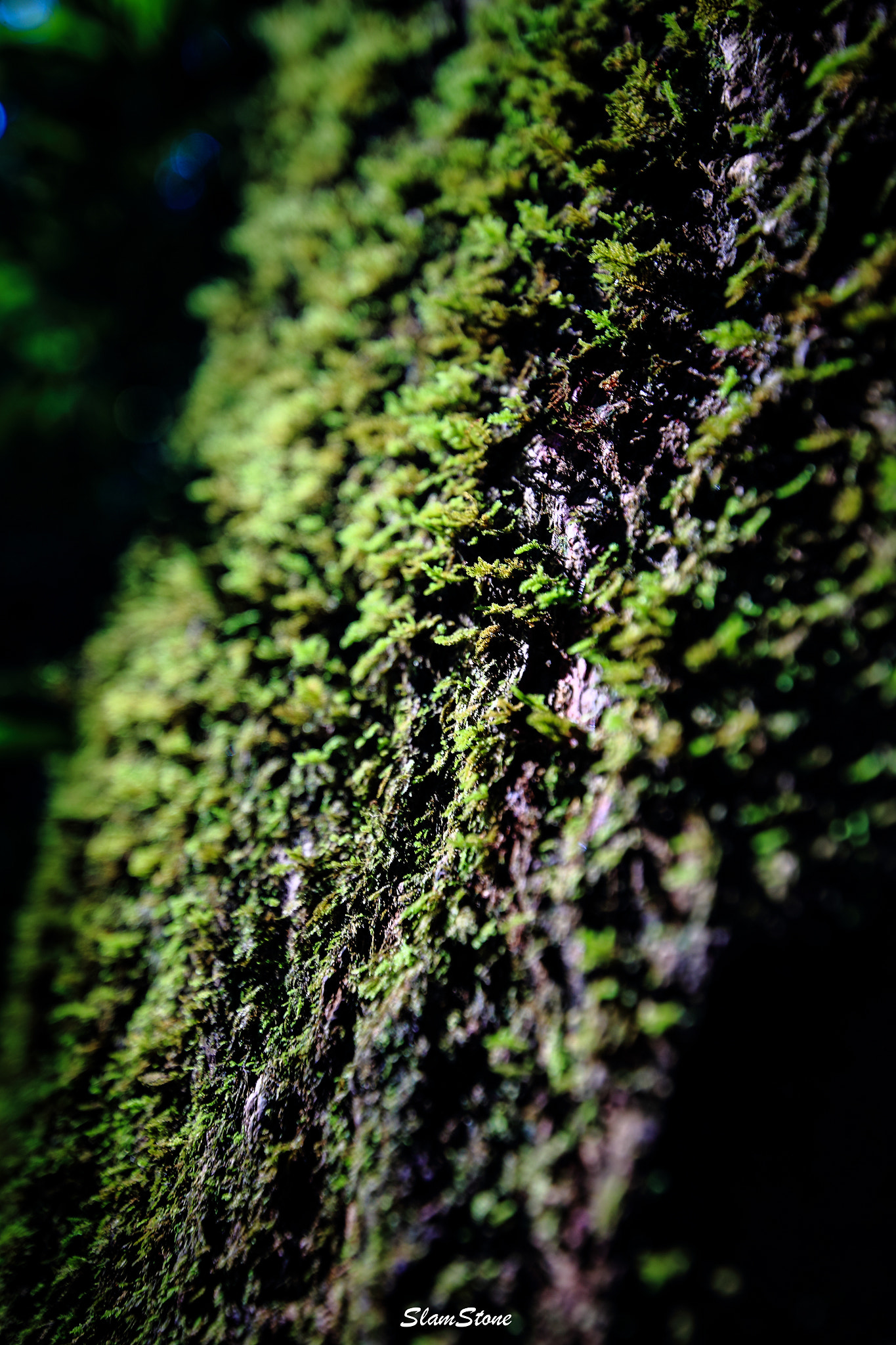 Canon EF 300mm f/2.8L sample photo. Fath photography