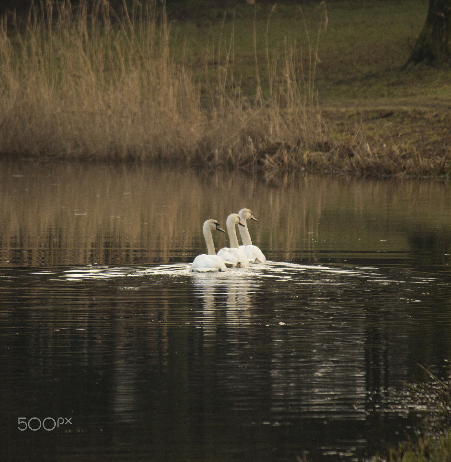 Canon EF-S 55-250mm F4-5.6 IS sample photo. I saw three swans go gliding by photography