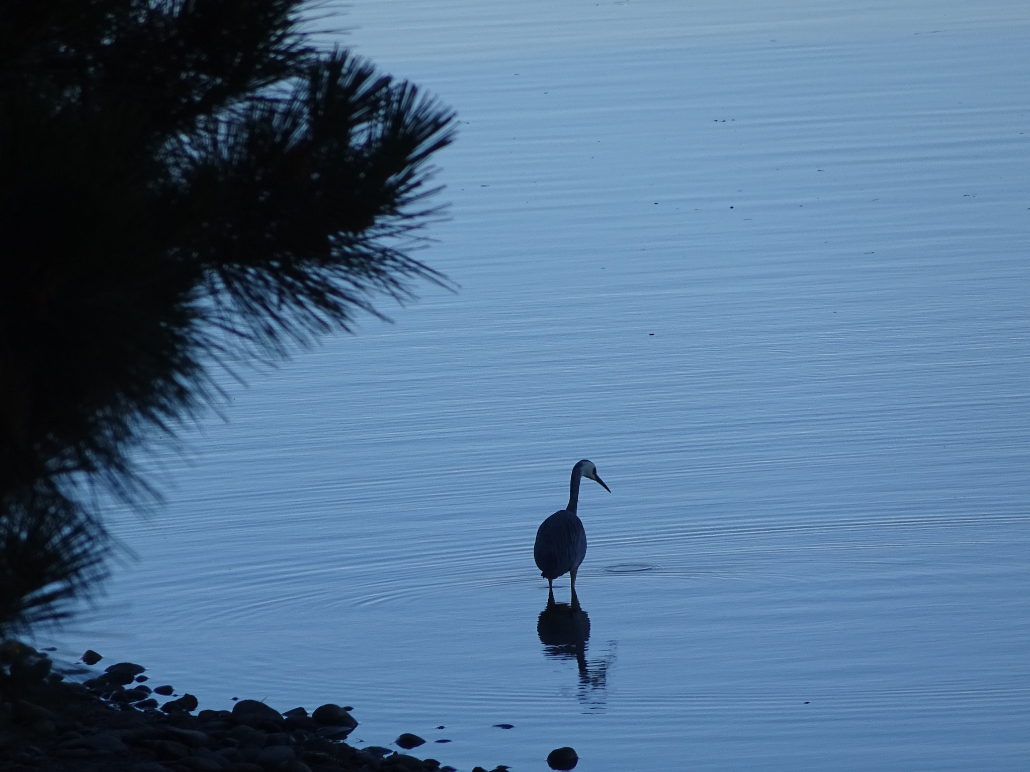 Sony 25-500mm F3.5-6.5 sample photo. Simplynature photography