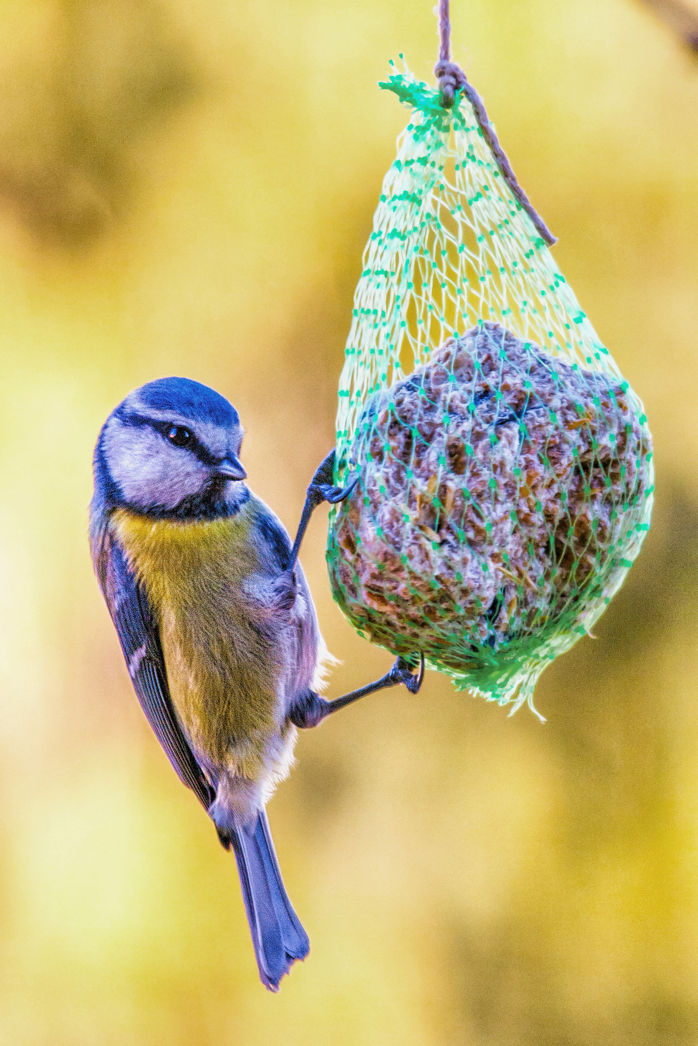 Canon EF 70-200mm F4L IS USM sample photo. Eurasian blue tit photography