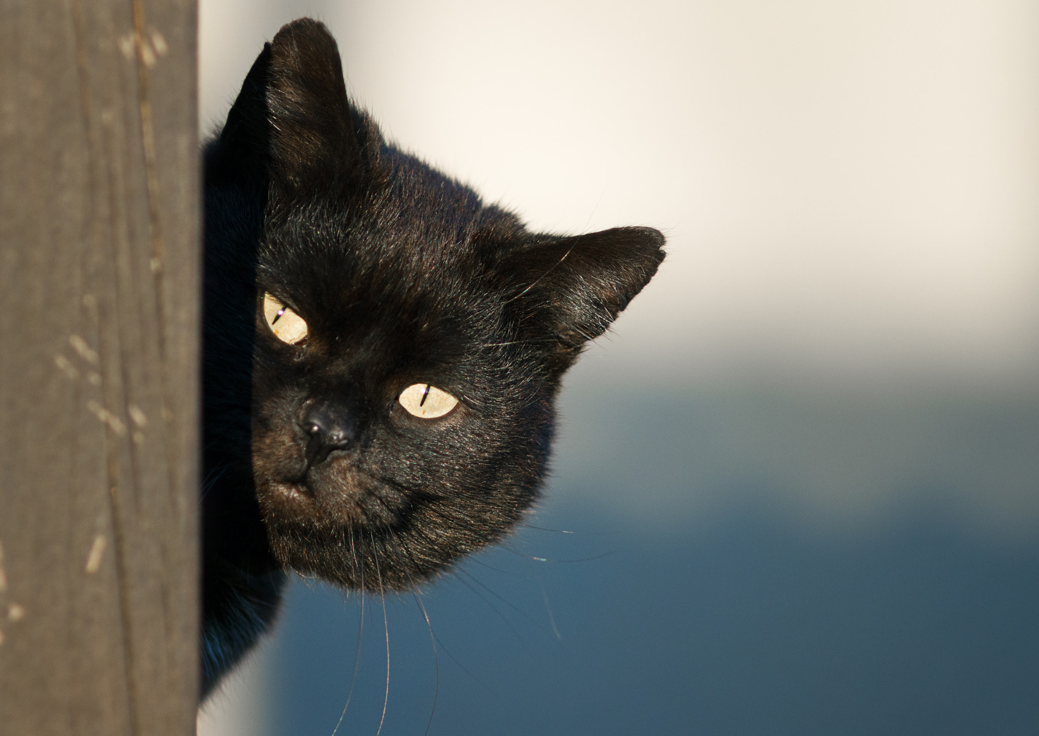 Canon EF 200mm F2.8L II USM sample photo. Ano the cat photography