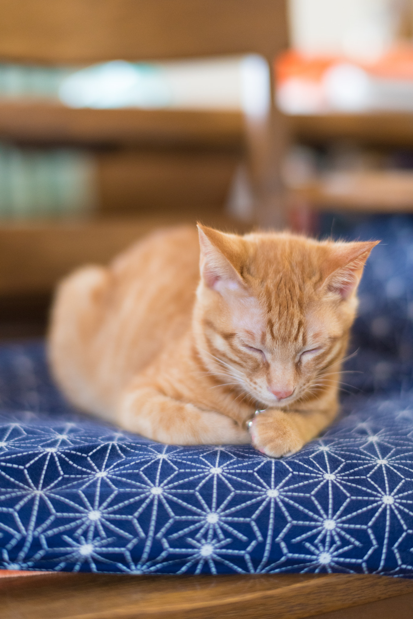 Nikon D750 + Nikon AF-S Nikkor 58mm F1.4G sample photo. Sleeping cat photography