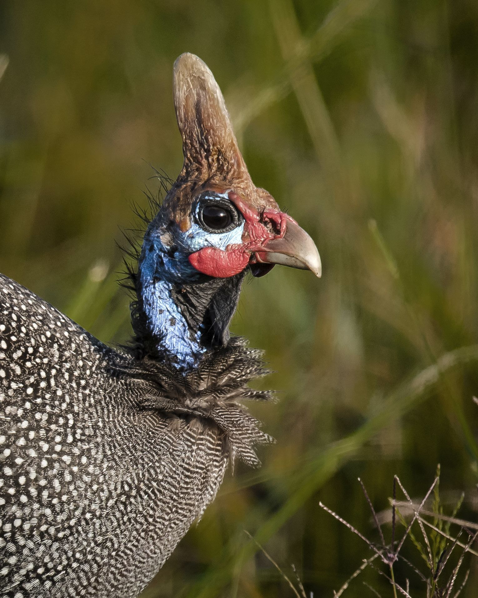 Nikon D810 + Nikon AF-S Nikkor 600mm F4G ED VR sample photo. Gfaccessorized photography