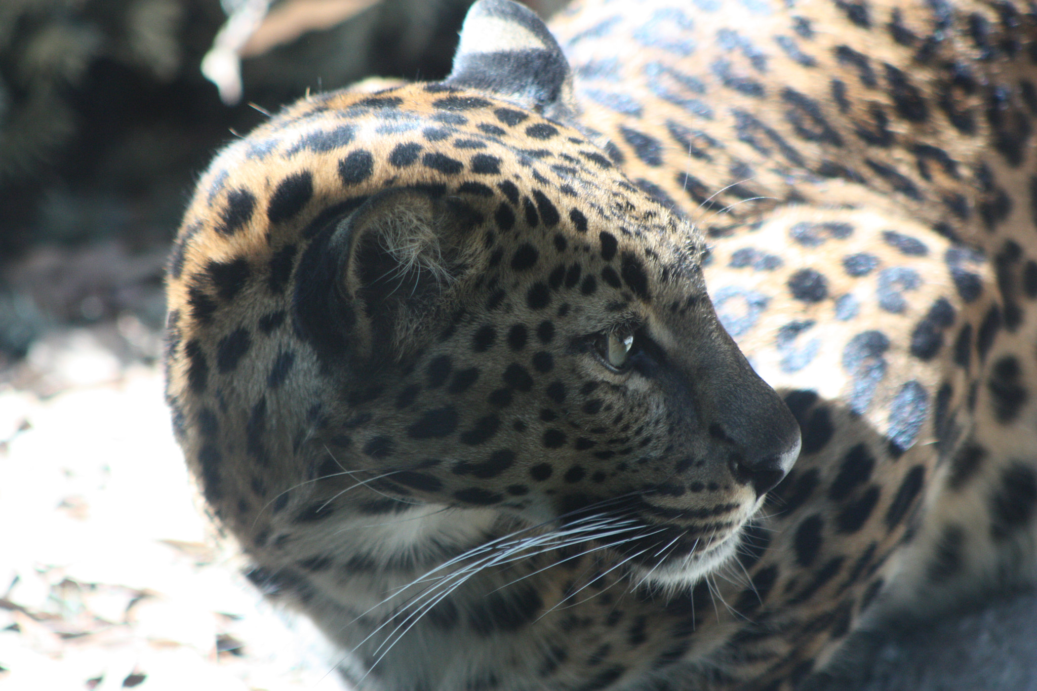 Canon EF 75-300mm f/4-5.6 USM sample photo. Close look photography