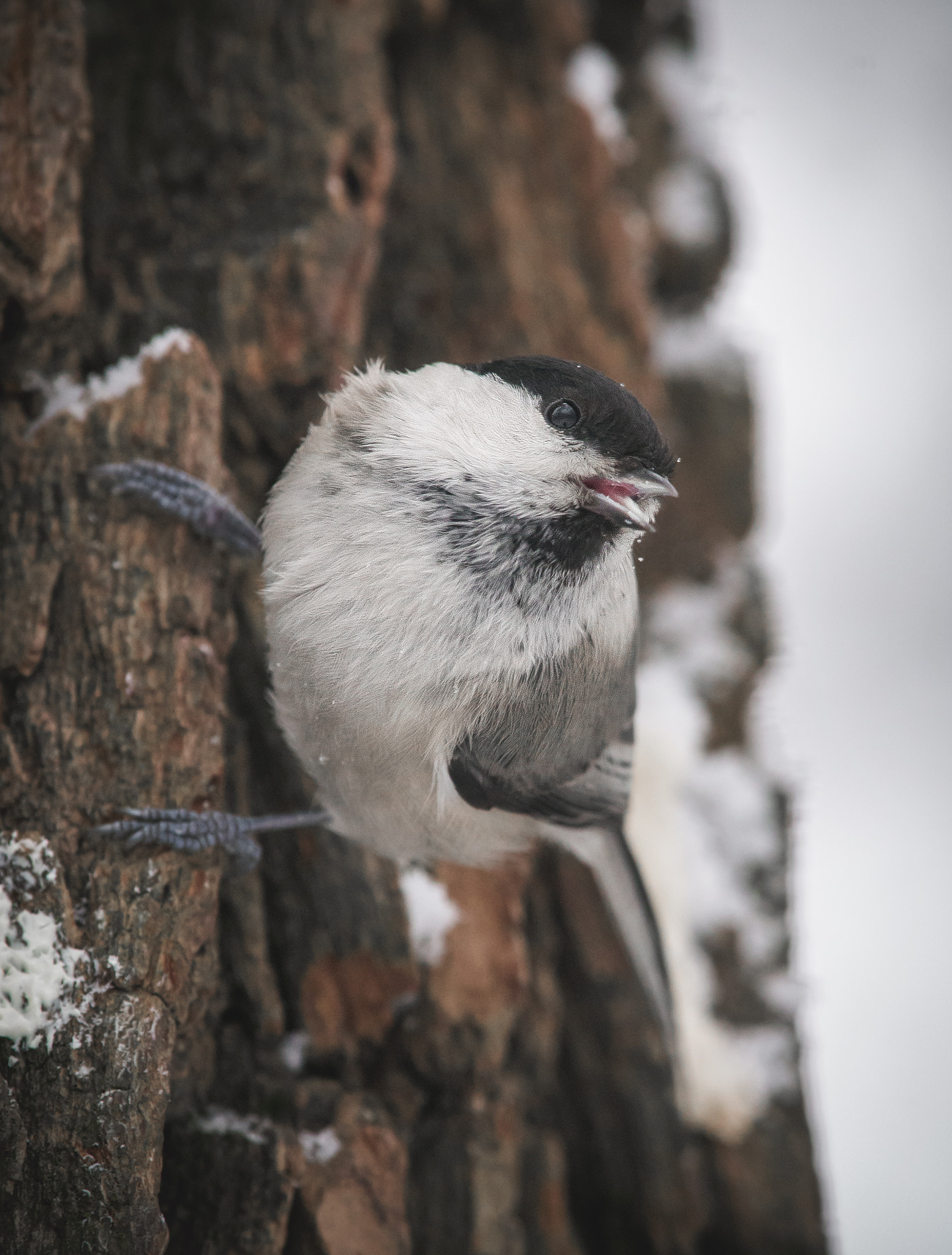Nikon Nikkor AF-S 300mm F4E PF ED VR sample photo. Marsh tit photography