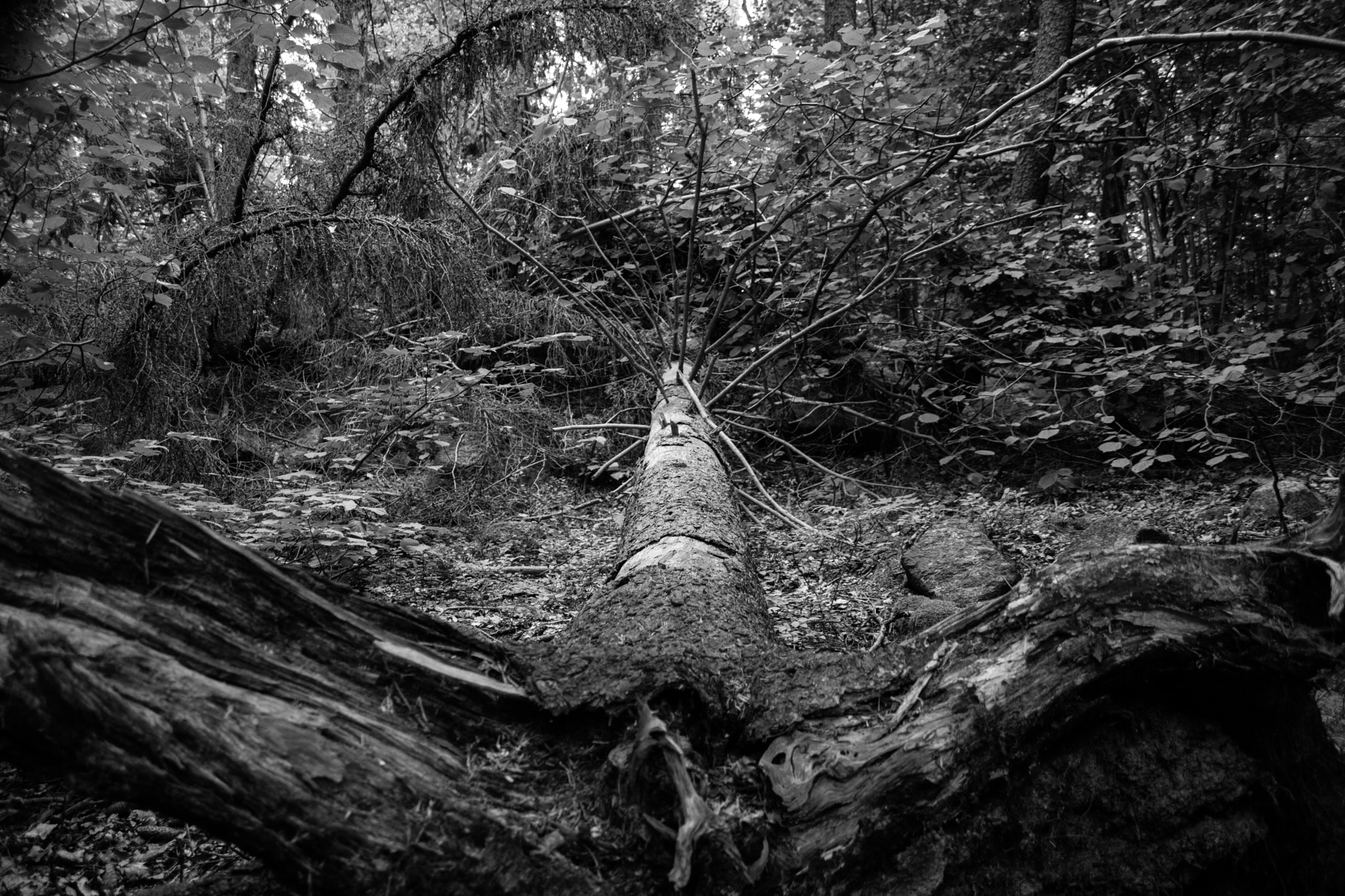 Canon EOS M3 sample photo. Scrotum photography
