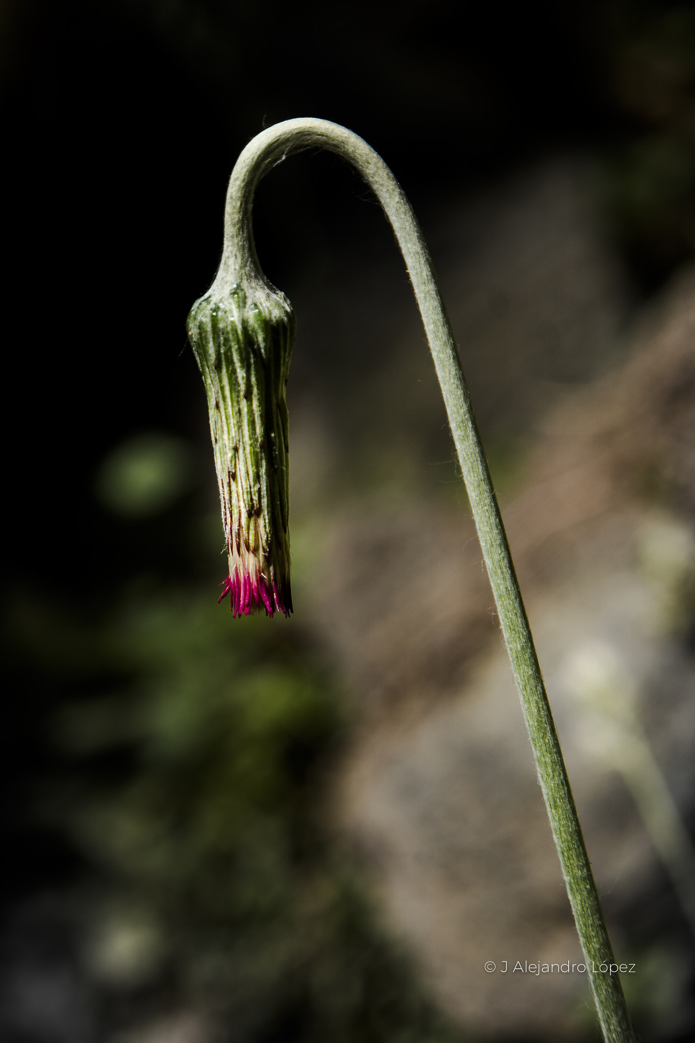 Sony a6300 + Canon EF 24-105mm F4L IS USM sample photo. Bells natural 2-5 macro photography