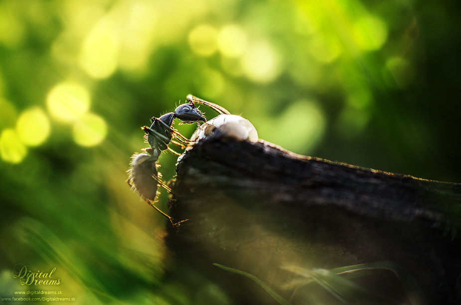 Pentax smc DA 55-300mm F4.0-5.8 ED sample photo. Ant photography