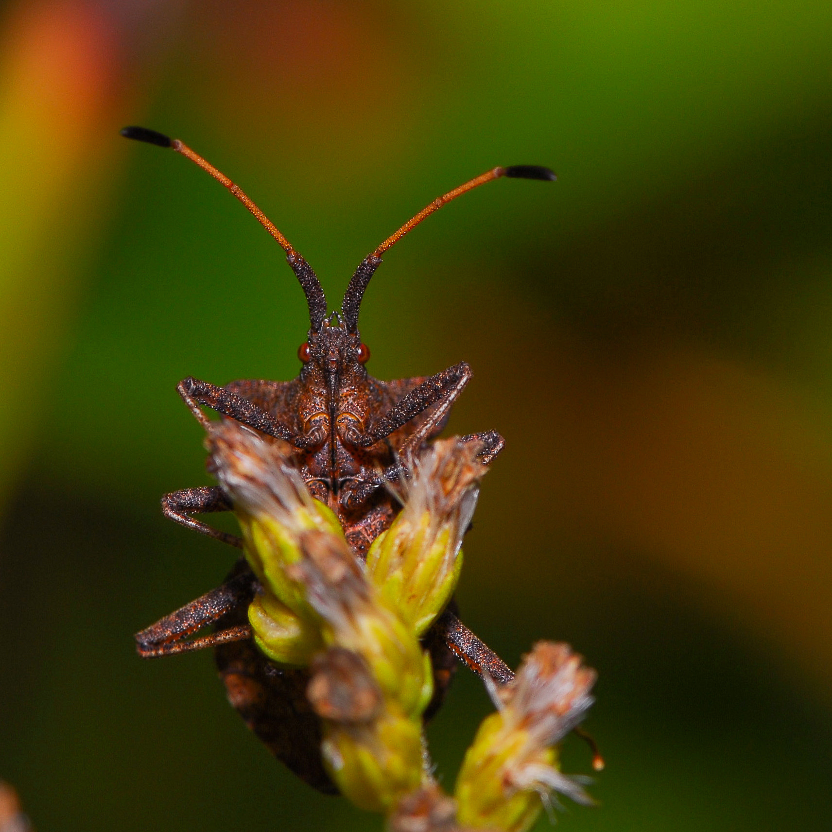 Nikon AF-S Micro-Nikkor 105mm F2.8G IF-ED VR sample photo. "alien" photography