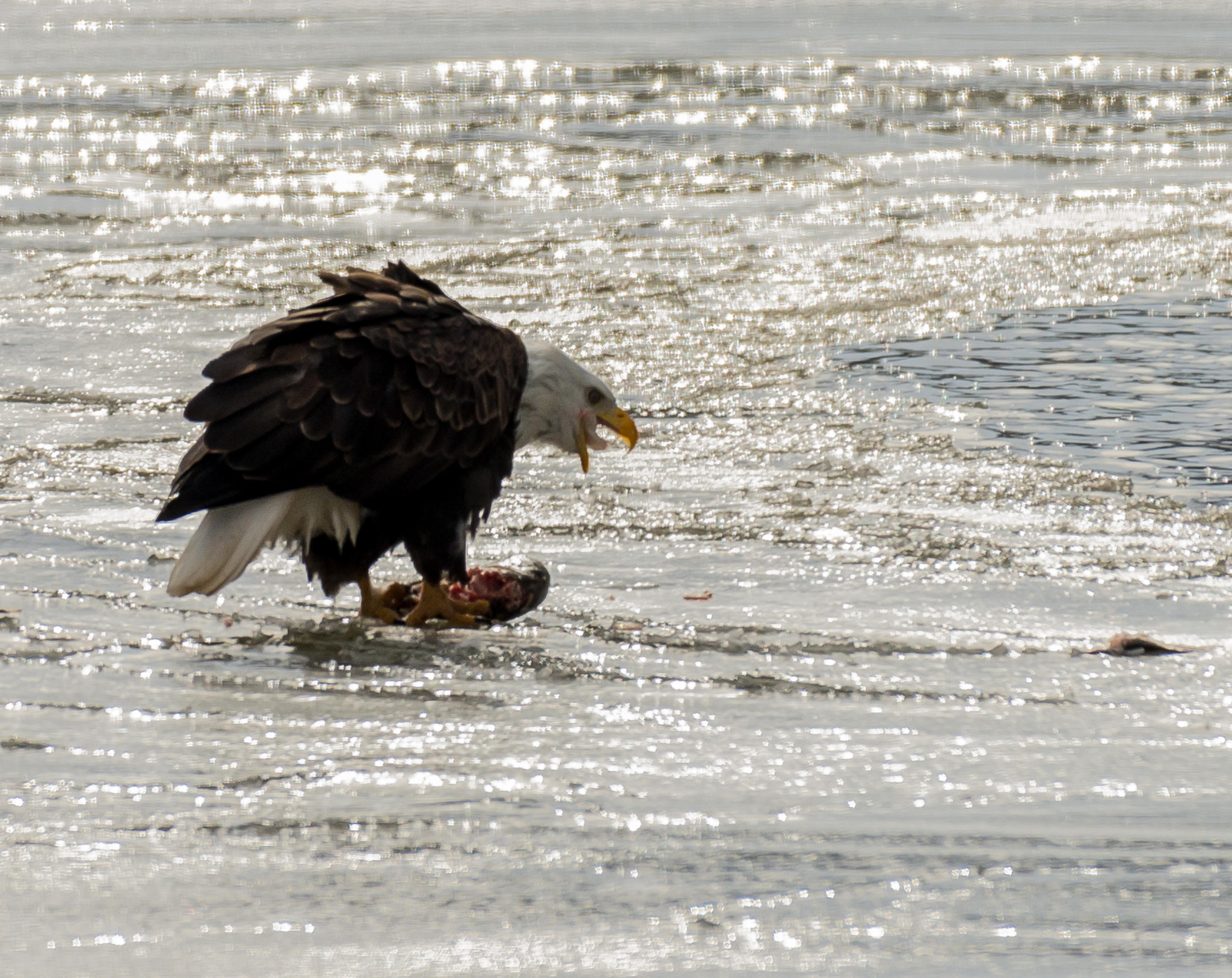 Nikon AF-S Nikkor 200-500mm F5.6E ED VR sample photo. Eagles photography