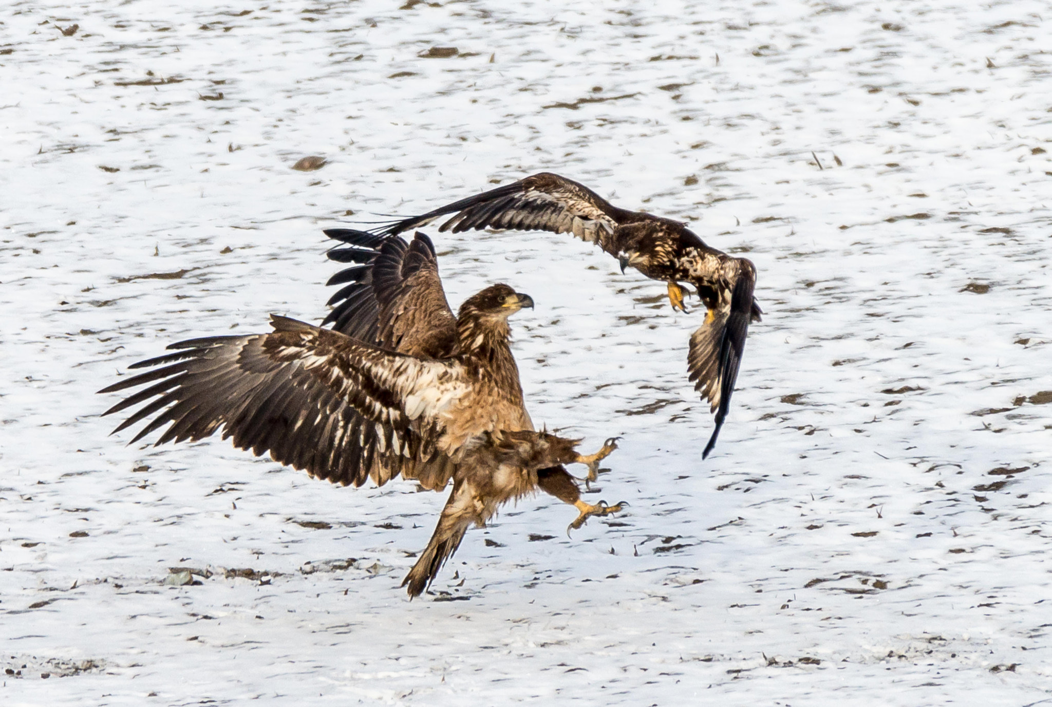 Nikon AF-S Nikkor 200-500mm F5.6E ED VR sample photo. Eagles photography