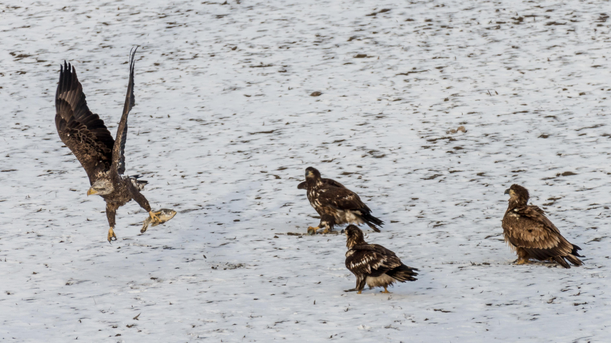Nikon AF-S Nikkor 200-500mm F5.6E ED VR sample photo. Eagles photography