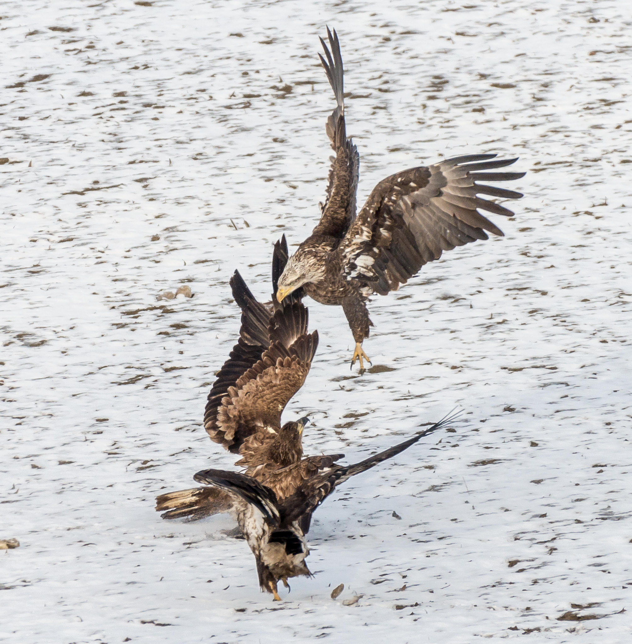 Nikon AF-S Nikkor 200-500mm F5.6E ED VR sample photo. Eagles photography