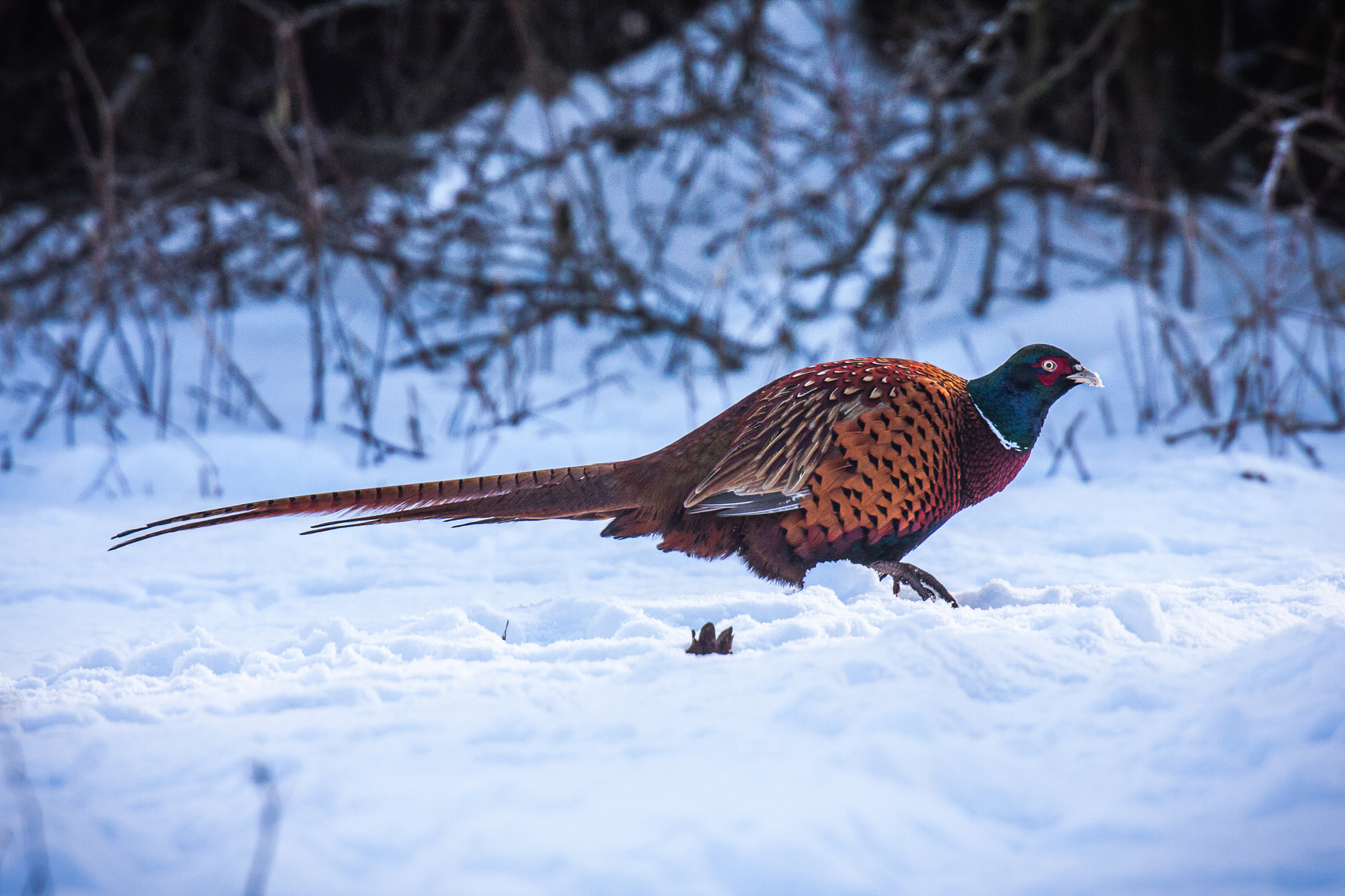 Canon EOS 40D + Canon EF 400mm F2.8L IS USM sample photo. Pheasant hold it a day. photography