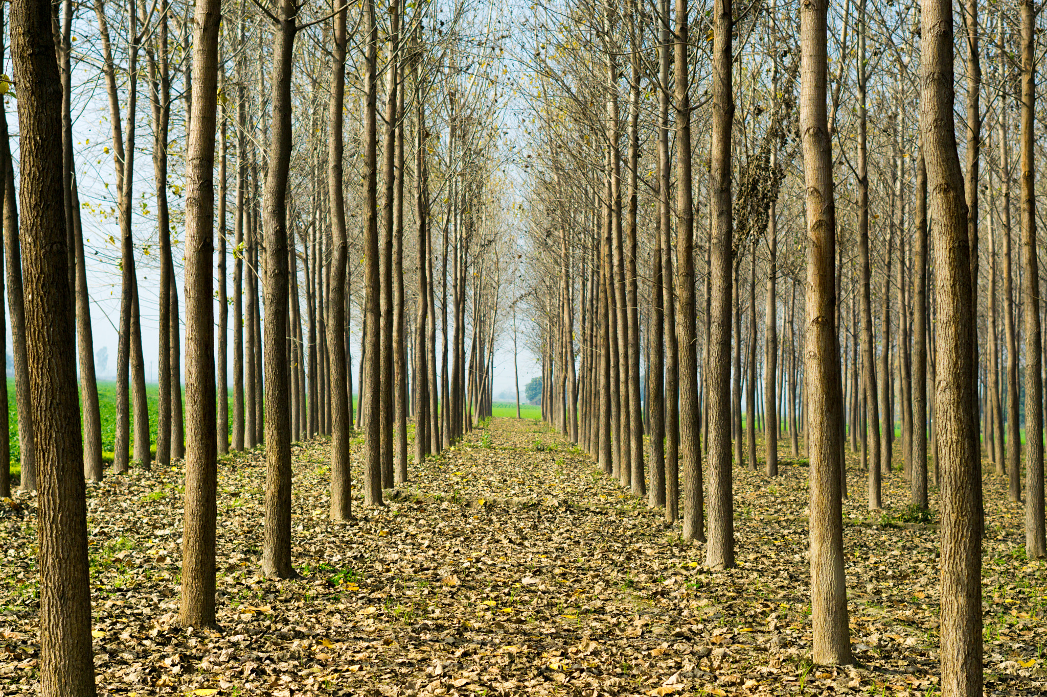 Sony FE 50mm F1.8 sample photo. Symmetry  photography