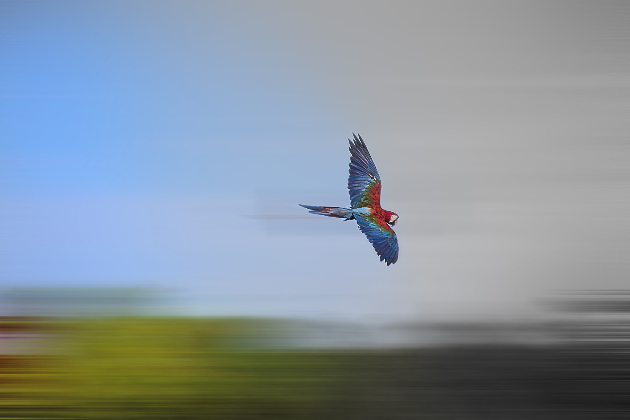 Canon EF 75-300mm f/4-5.6 USM sample photo. World is more colorful with birds photography