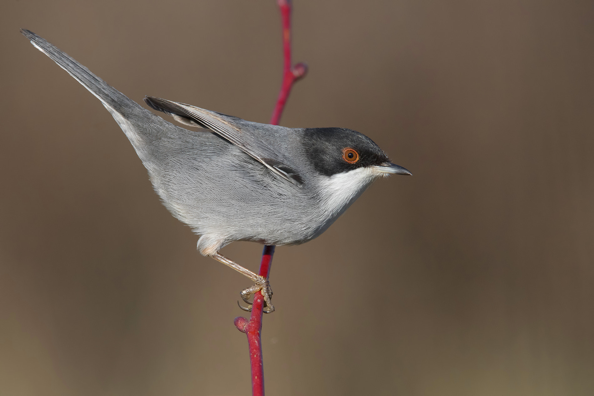 Nikon D810 sample photo. Sardinian warbler- occhiocotto photography