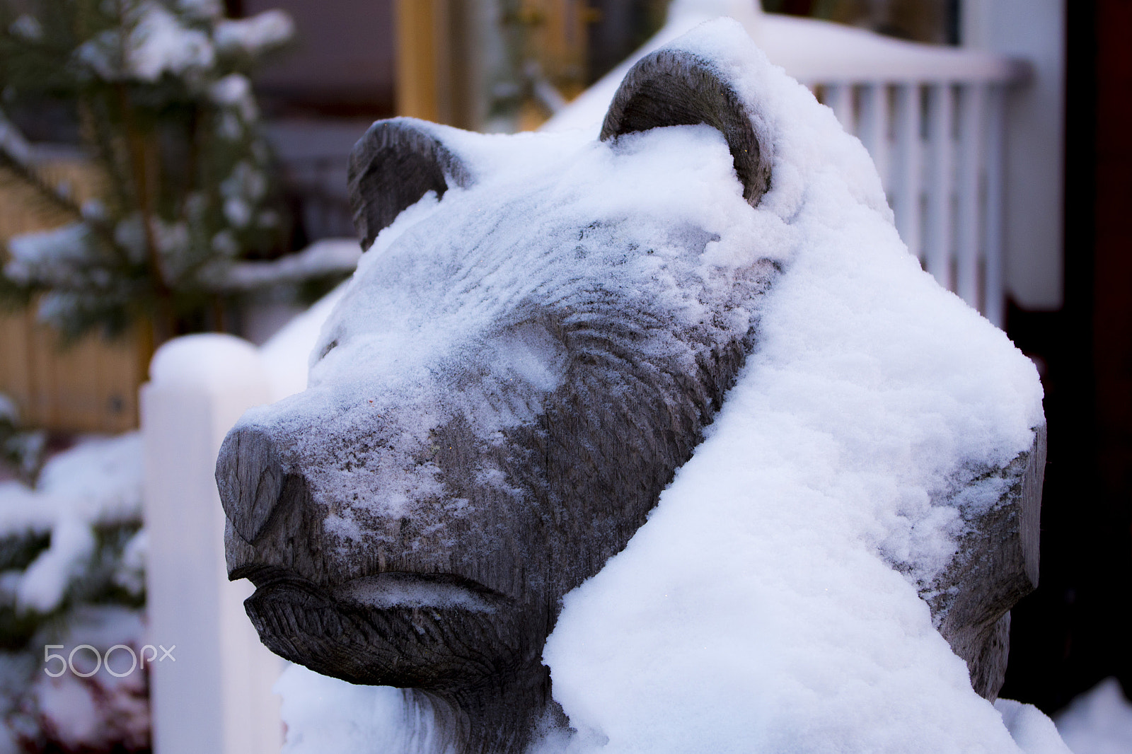 Pentax K-S1 sample photo. Oso con nieve photography
