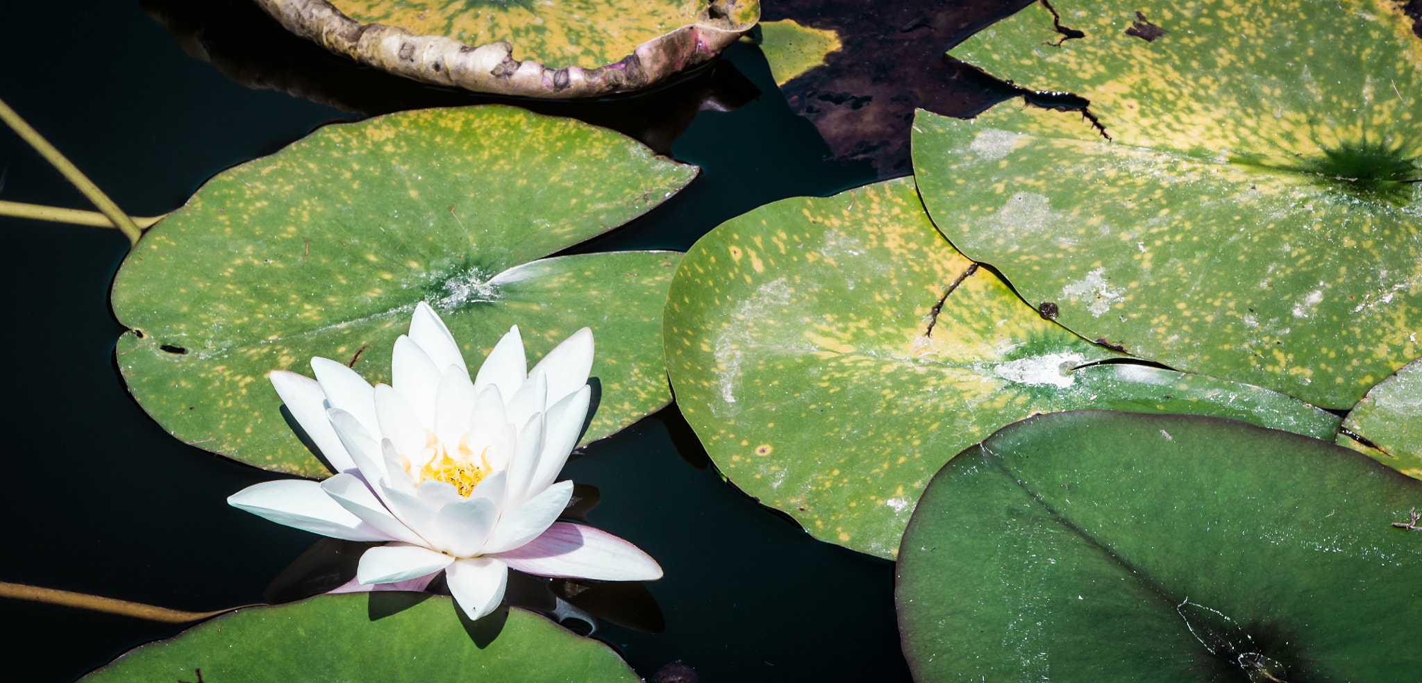 Canon EOS 600D (Rebel EOS T3i / EOS Kiss X5) + Sigma 17-70mm F2.8-4 DC Macro OS HSM sample photo. Waterlily photography