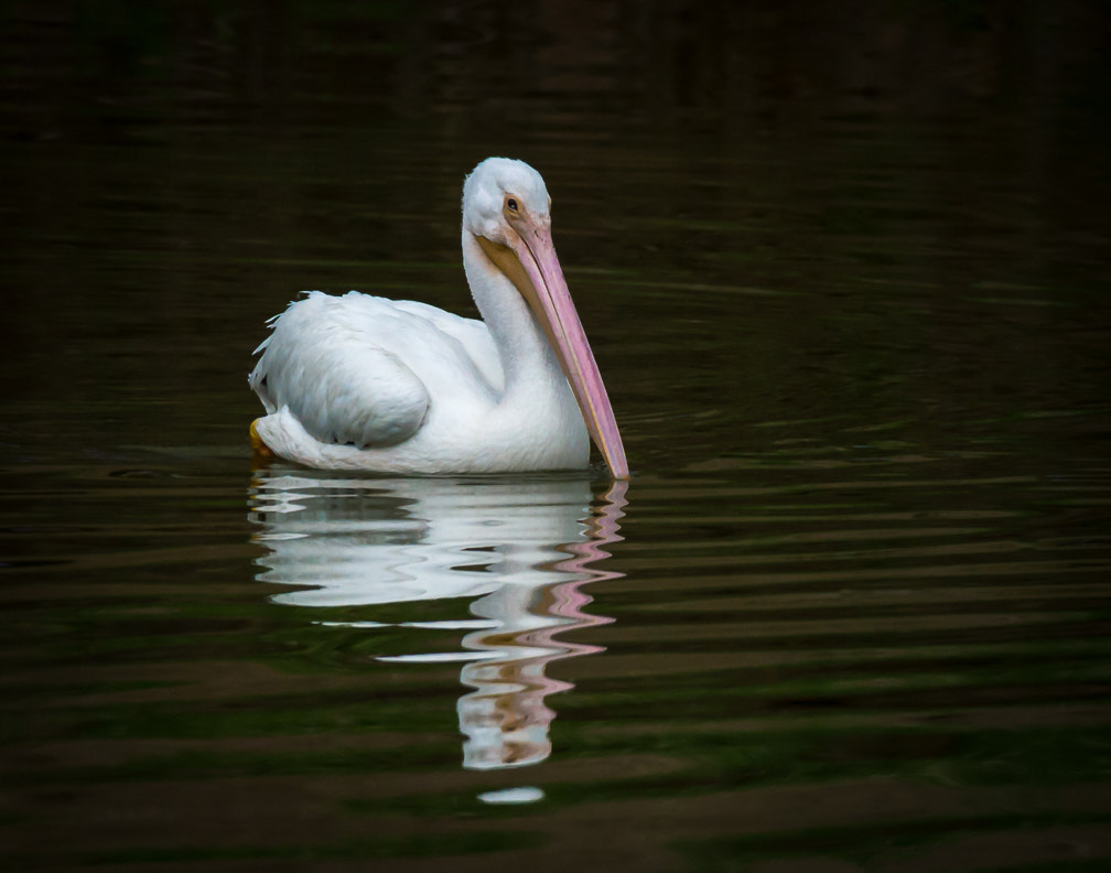 Nikon D4 sample photo. White pelican photography