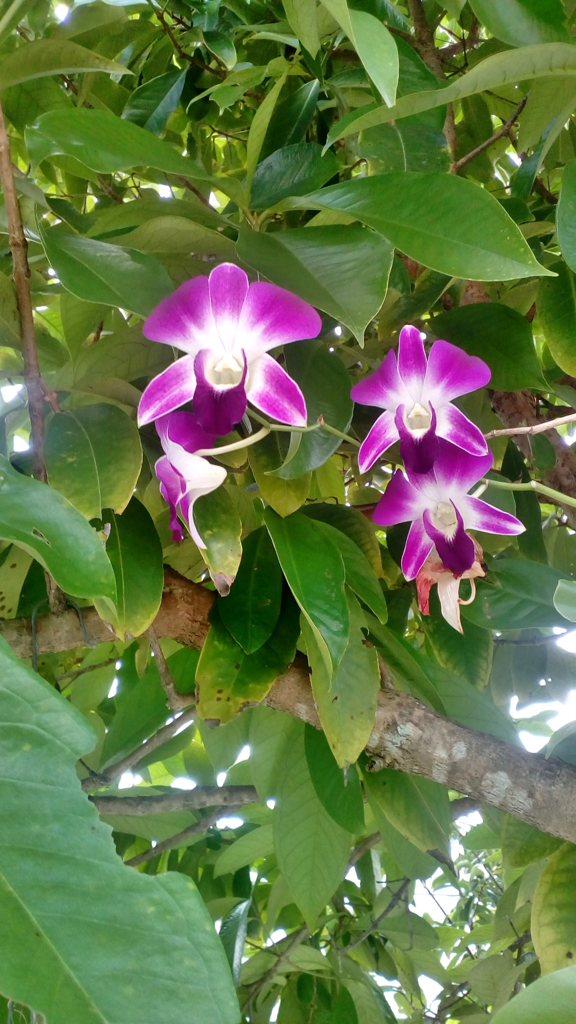 ZTE dtac phone M1 sample photo. Thai orchids photography