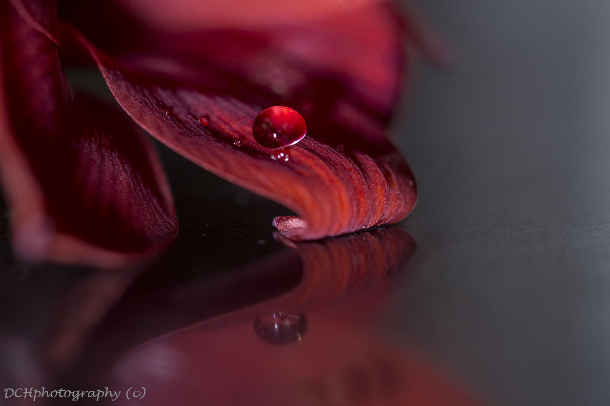 Canon EOS 650D (EOS Rebel T4i / EOS Kiss X6i) sample photo. Red drop photography