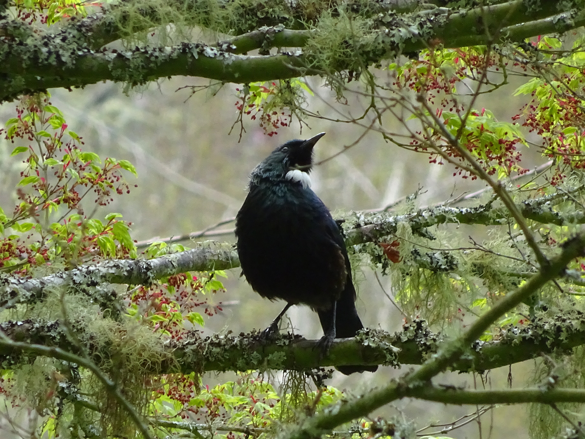Sony 25-500mm F3.5-6.5 sample photo. Simplynature photography