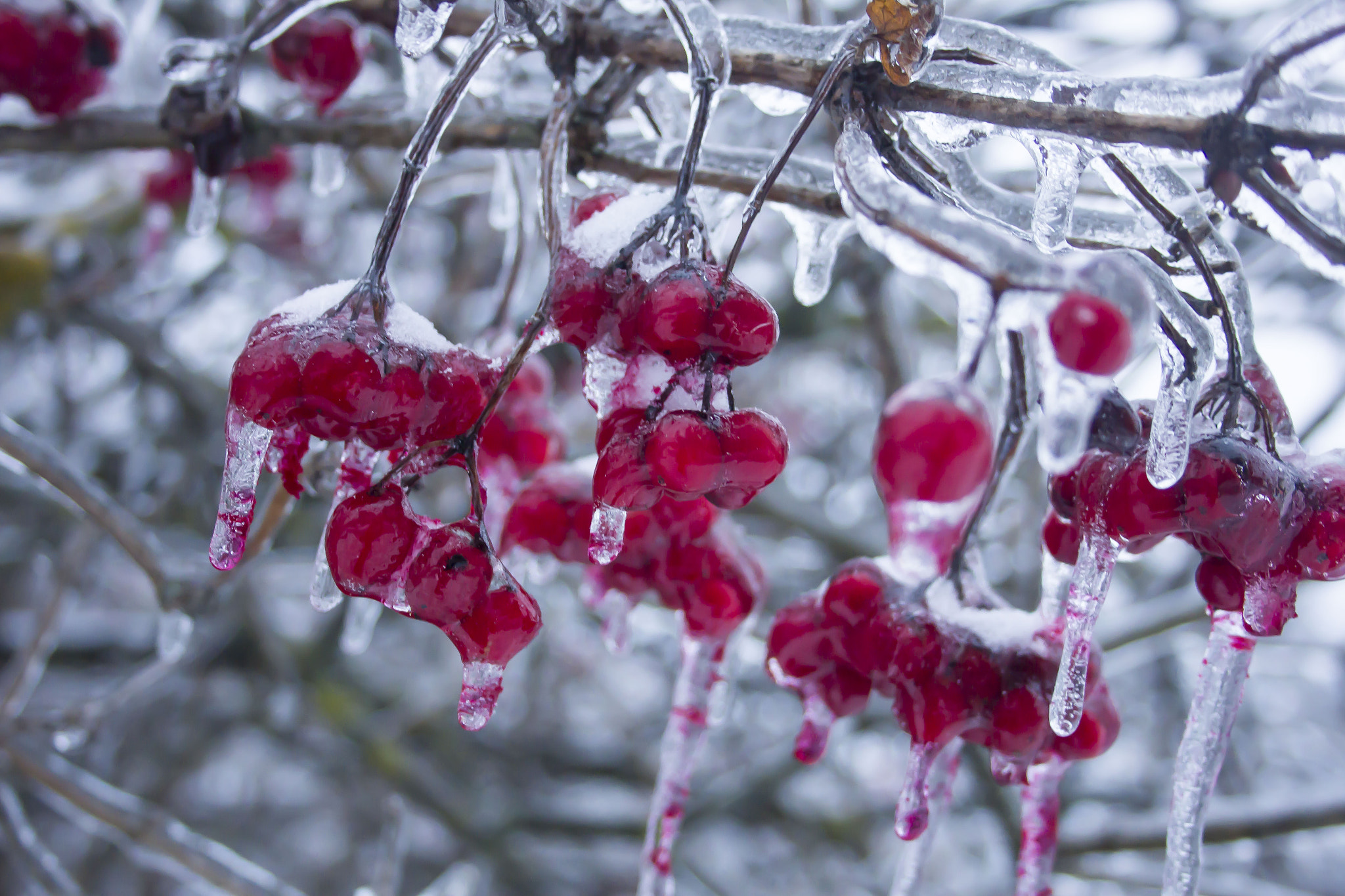 Canon EF-S 18-55mm F3.5-5.6 II sample photo. Winter ashberry photography