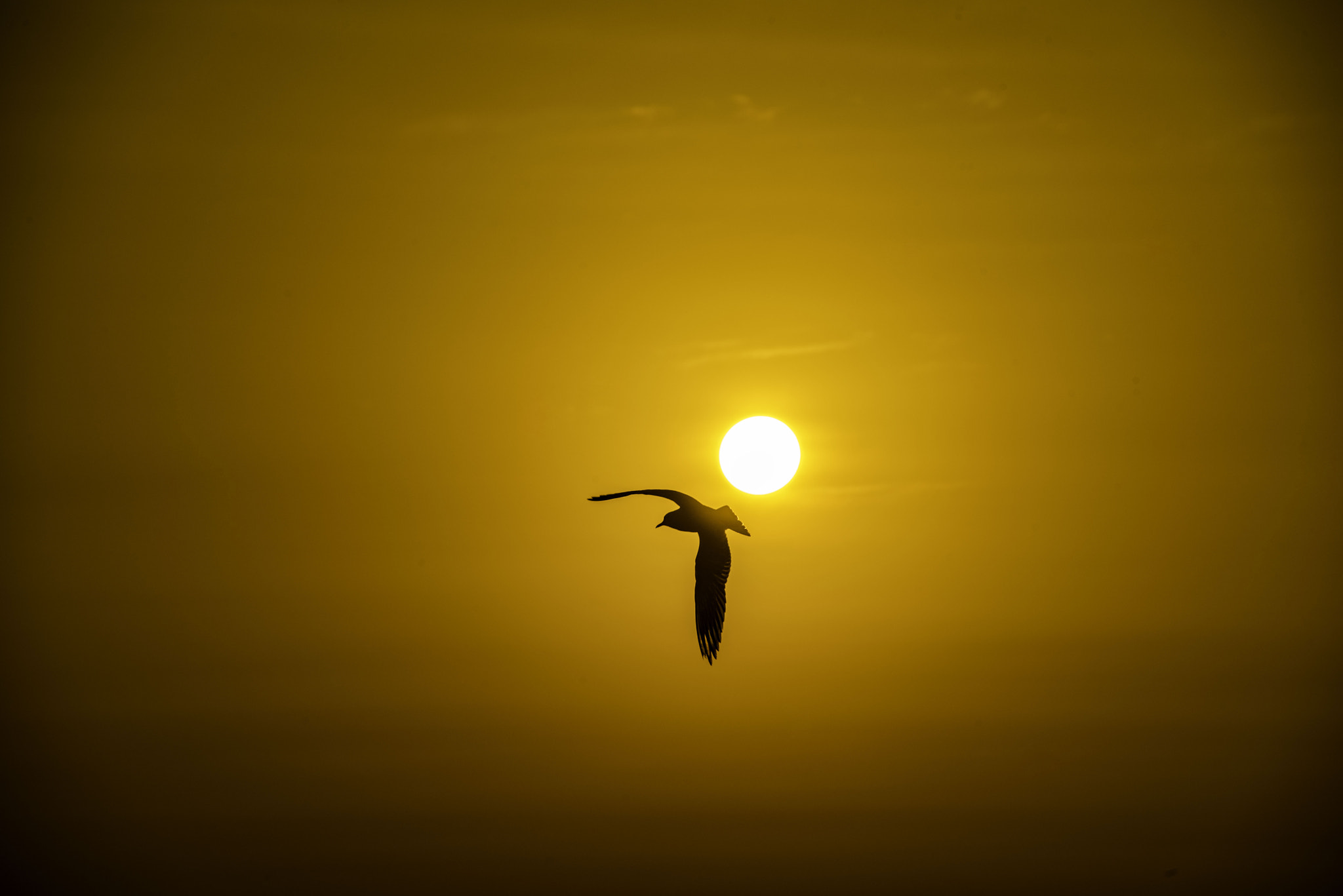 Nikon D810 sample photo. Return flight photography