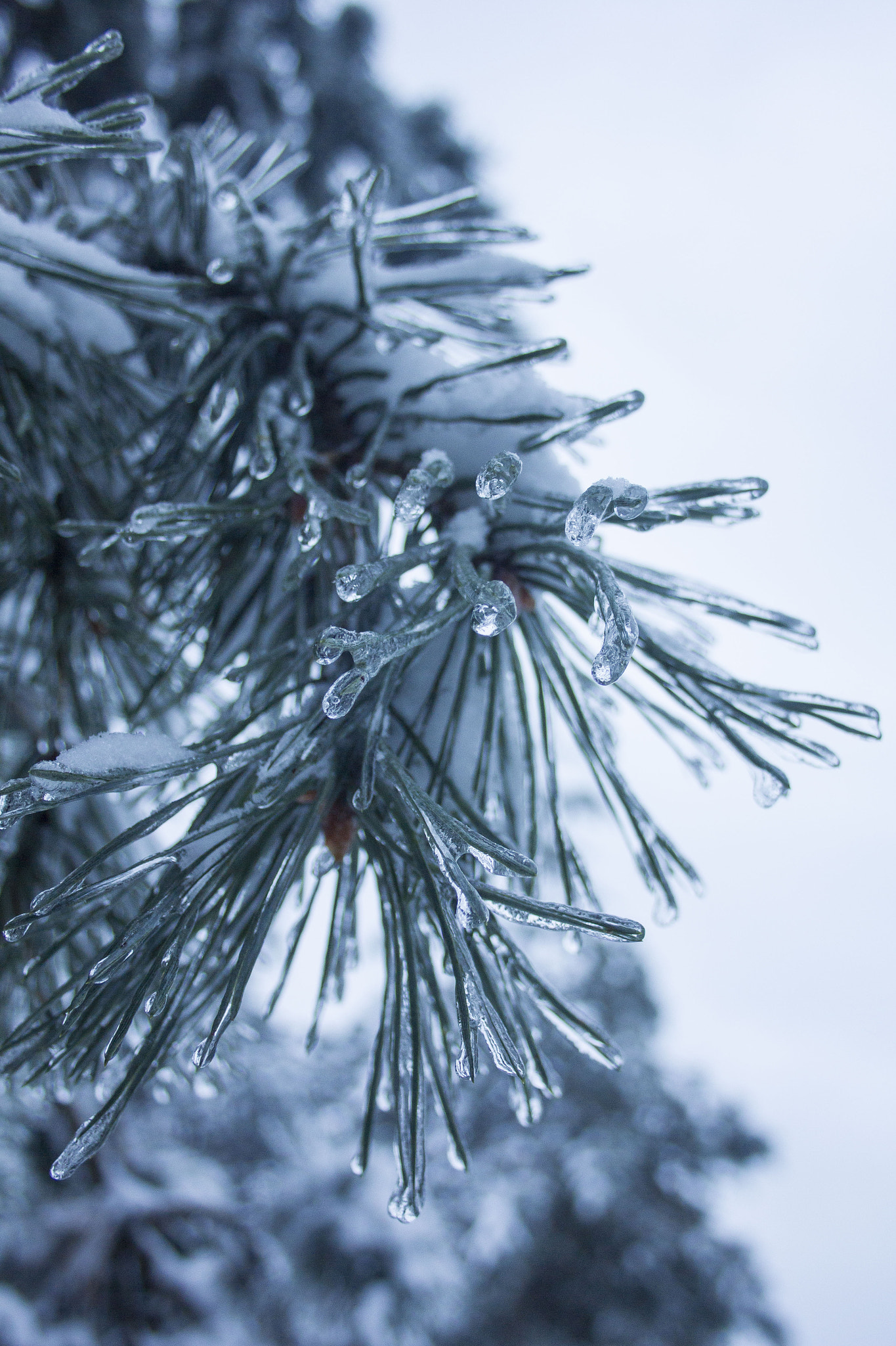 Canon EF-S 18-55mm F3.5-5.6 II sample photo. Ice photography