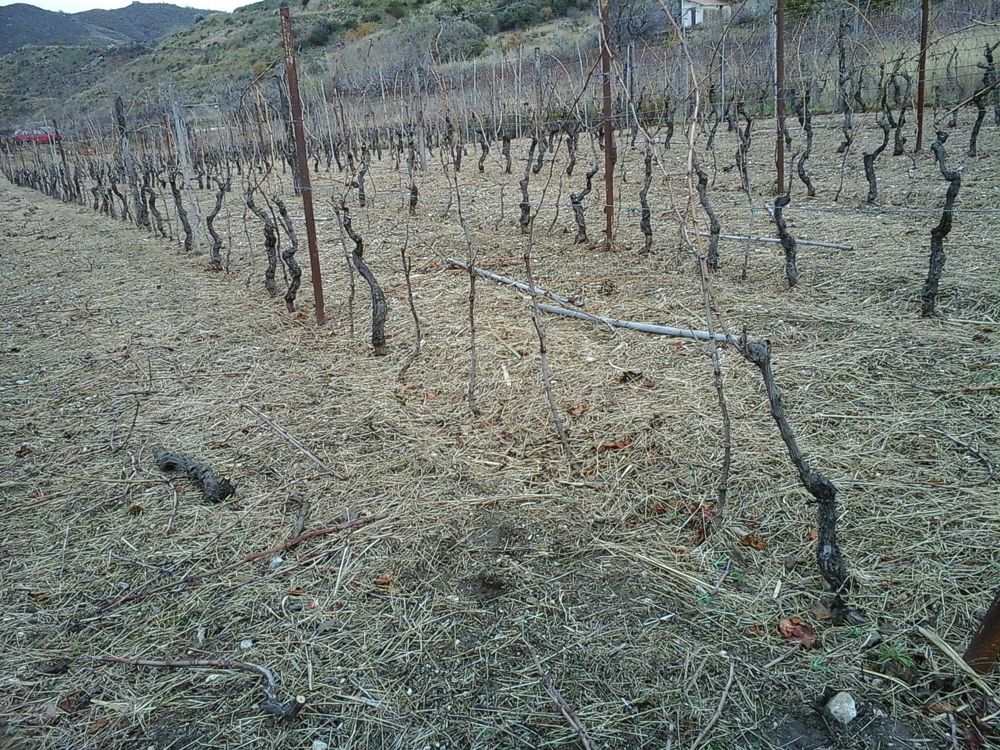 Samsung GT-S7390 sample photo. The vineyard photography