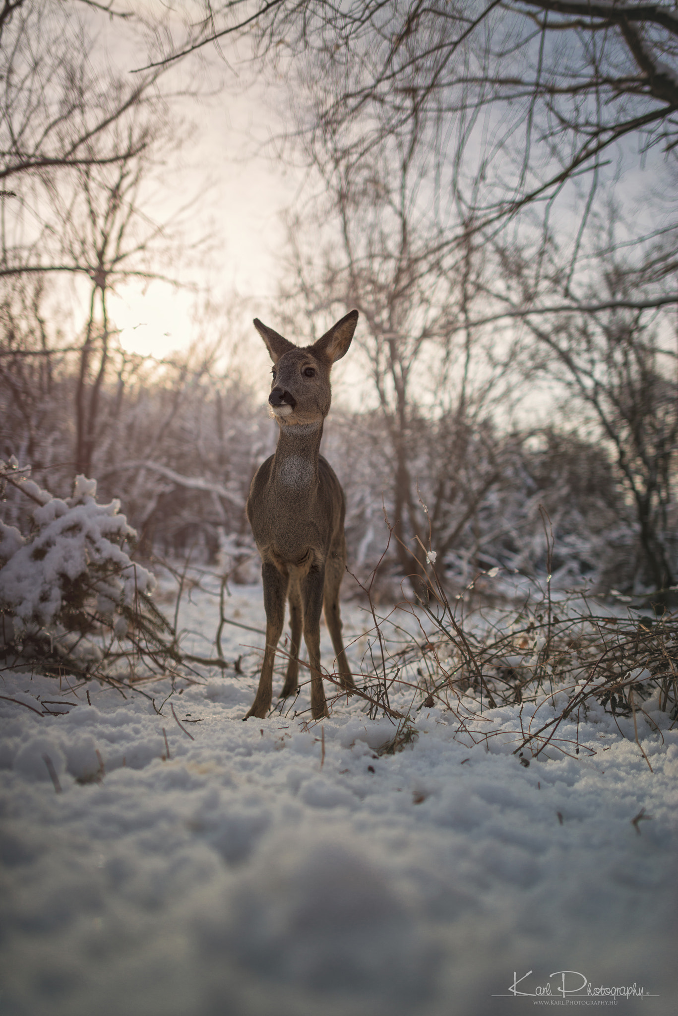 Nikon D800 + Nikon AF-S Nikkor 24mm F1.4G ED sample photo. Őz Őrségben ... photography