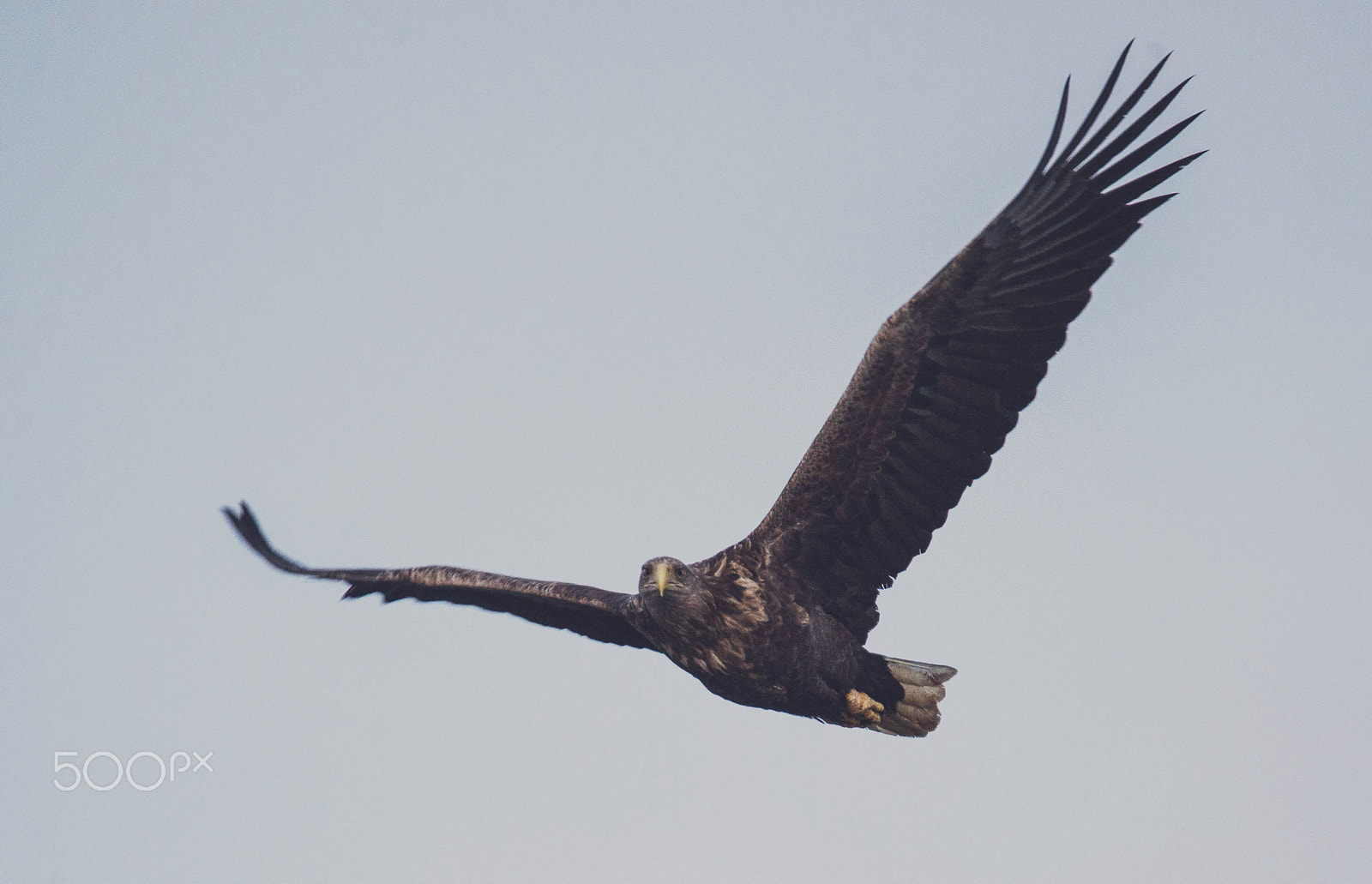 Nikon D600 sample photo. Eagle photography