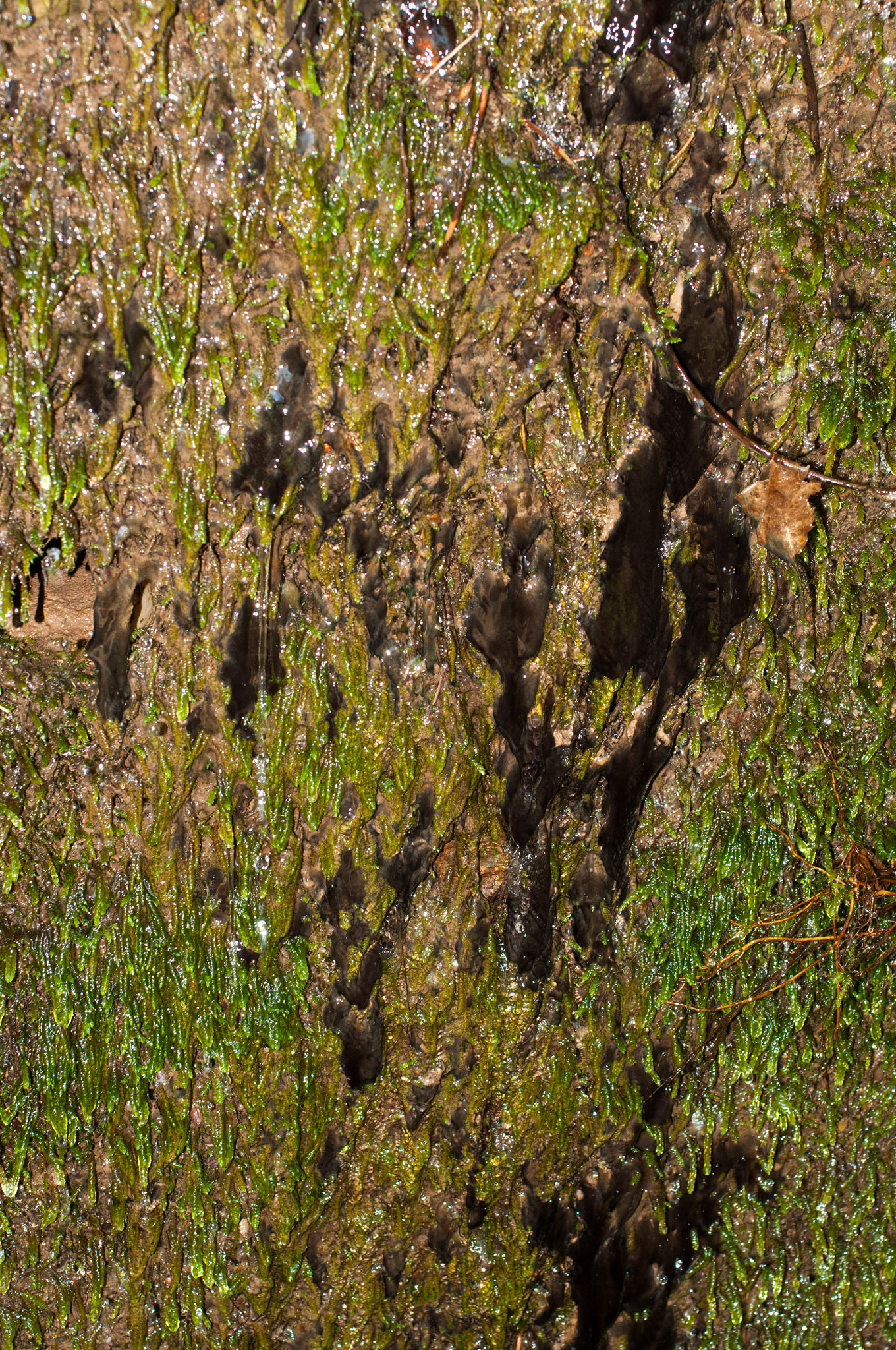 Nikon D90 sample photo. The cave wall photography