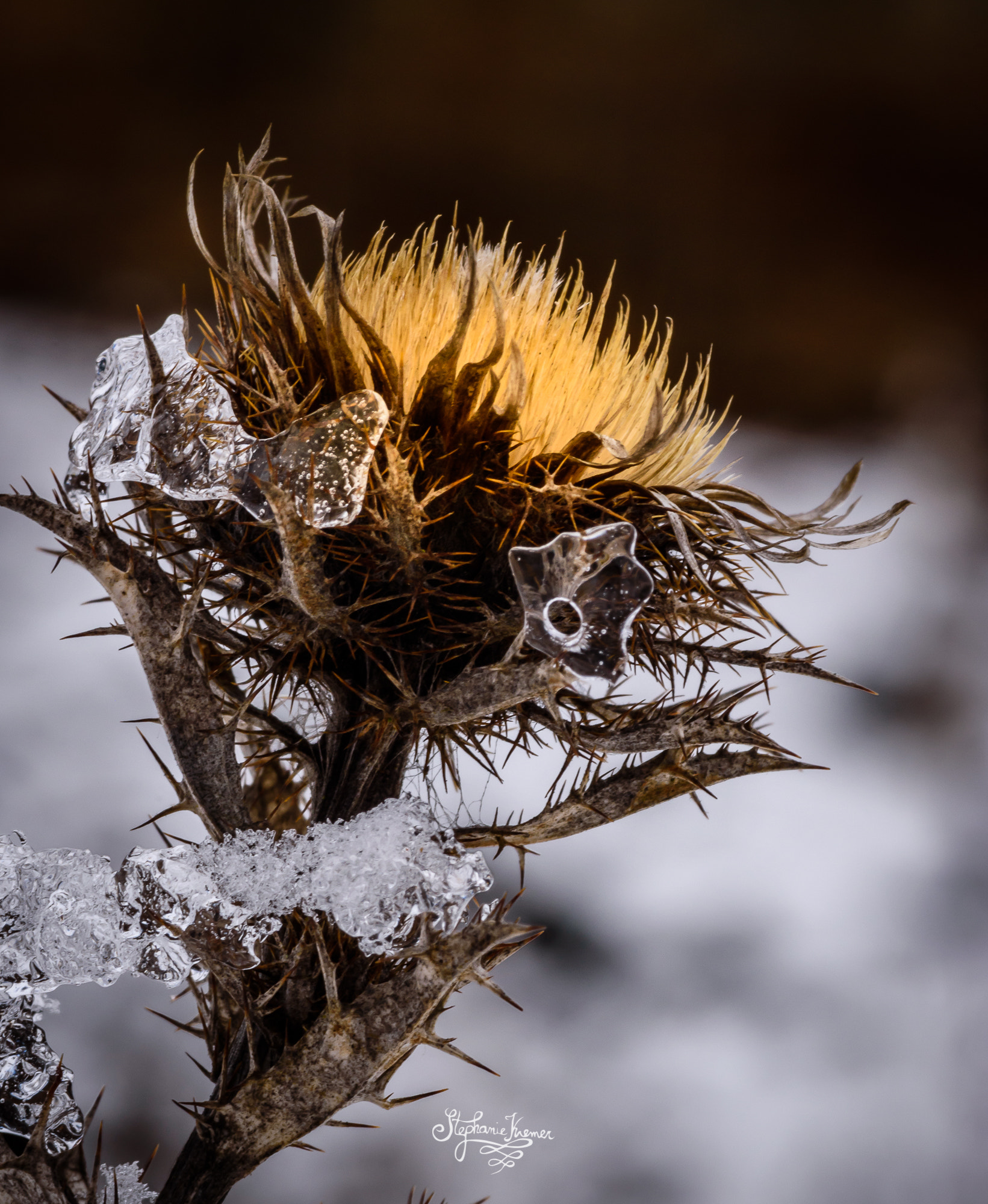 Tokina AT-X Pro 100mm F2.8 Macro sample photo. Eisblume photography