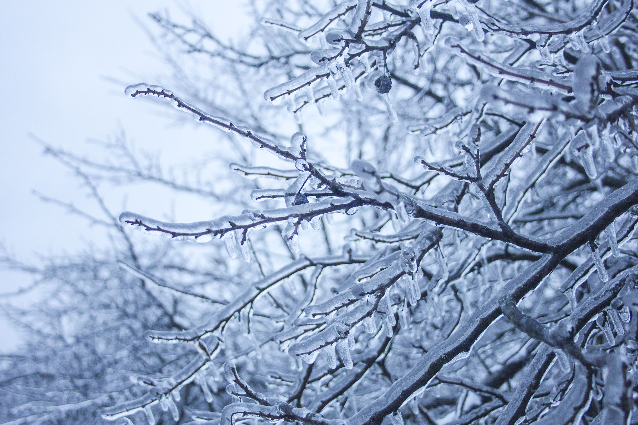 Canon EF-S 18-55mm F3.5-5.6 II sample photo. Trees in ice photography